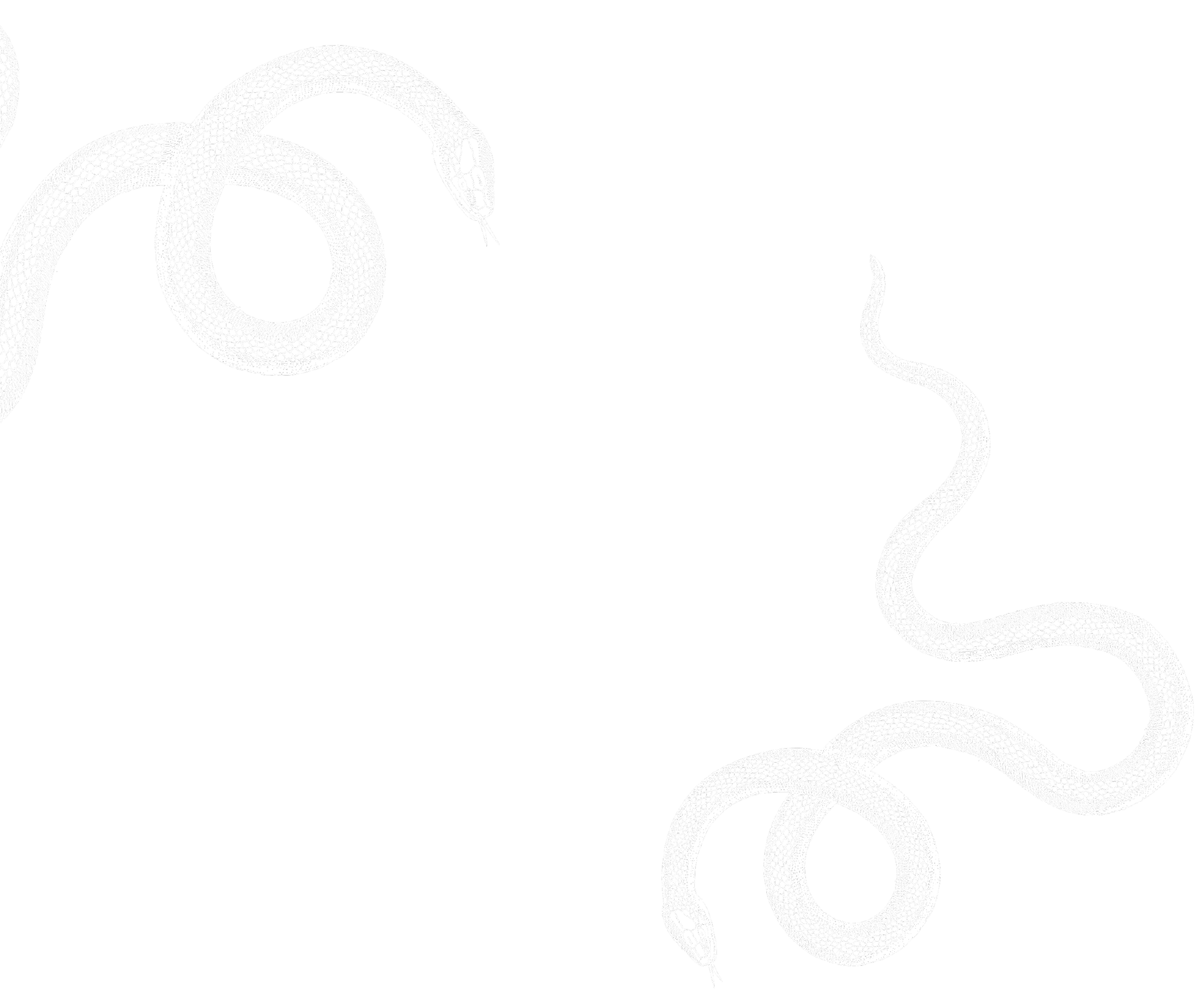 Illustration of two white snakes with detailed pattern on their bodies on a black background, facing each other.