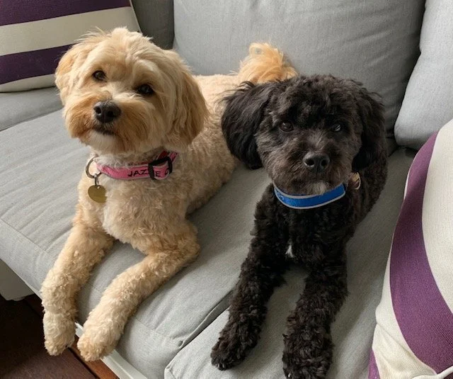 The Joys of Pet Therapy 