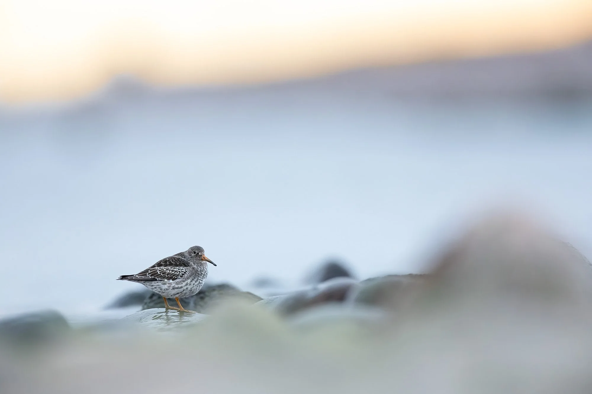 Purple Sandpiper