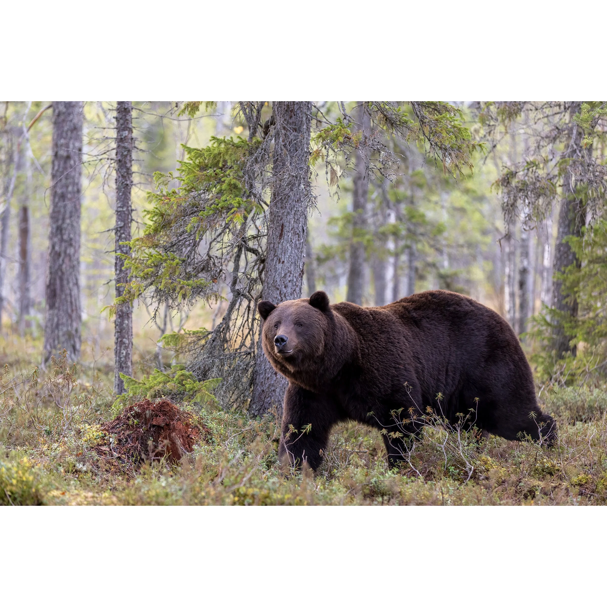 Brown Bear in Finnish Taiga