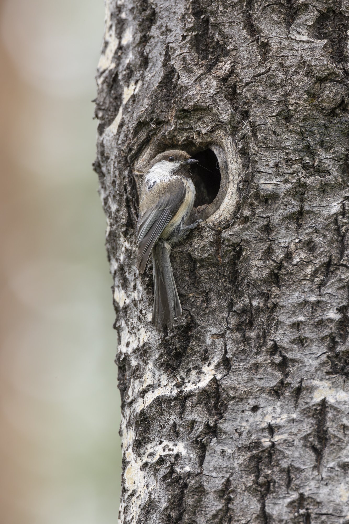 Siberian tit on the nest