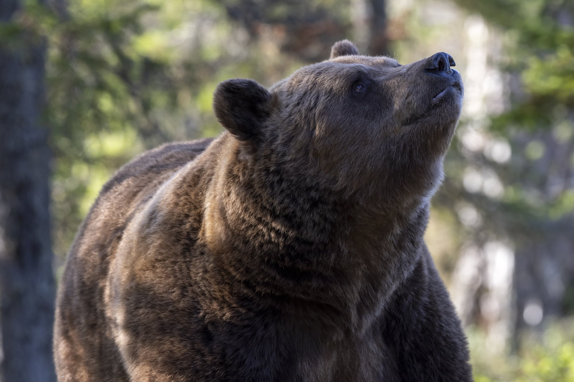 Brown bear gazing raven passing by