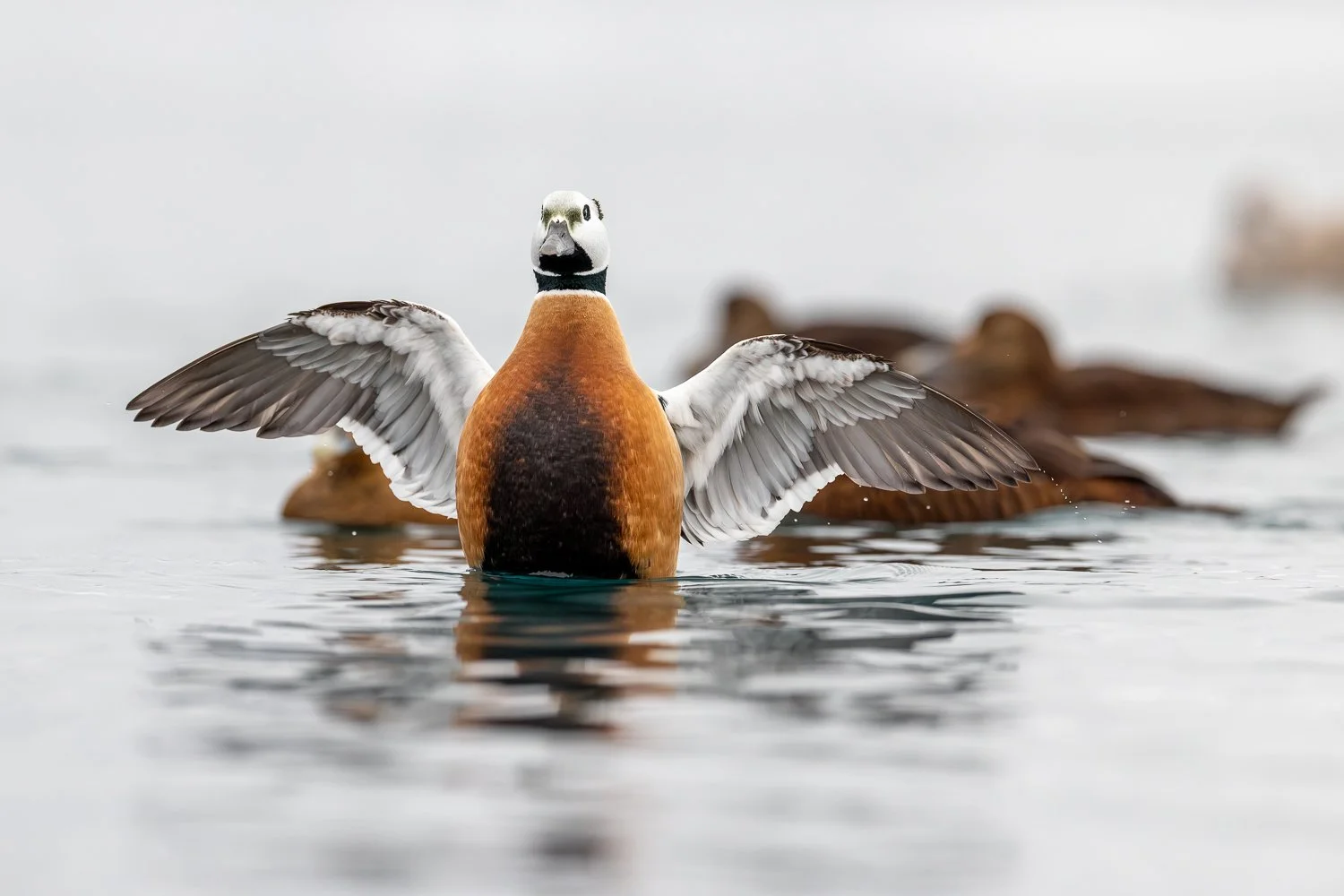 Steller's eider