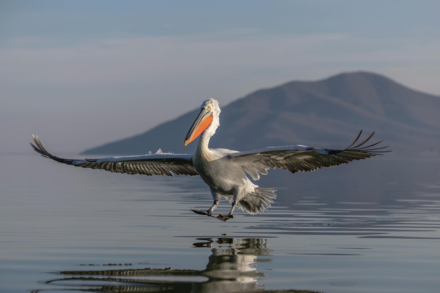 Kiharapelikaani
Dalmatian pelican

Canon EOS R3, RF70-200 IS USM F2.8
ISO200, F4.0, 1/4000s (124mm)

#kiharapelikaani 
#dalmatianpelican 
#birdphotography 
#birds
#naturephotography 
#wildlife 
#wildlifephotography