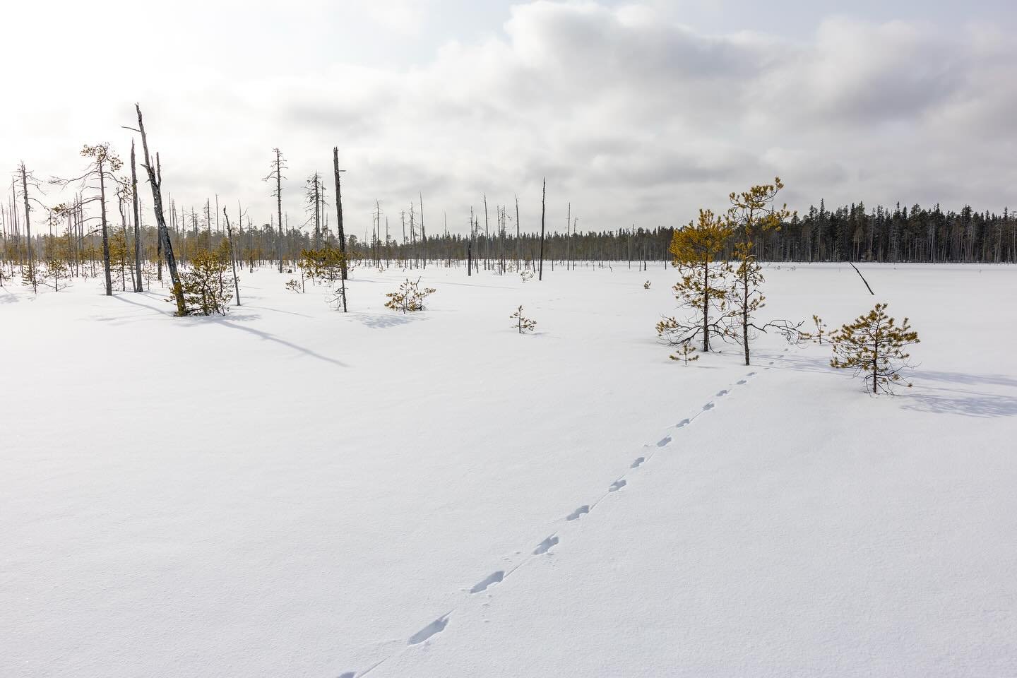 Kyll&auml;h&auml;n kev&auml;t on jo ovella, mutta viime viikonvaihteessa tarjoiltiin talvisia keli&auml; l&auml;hes koko Suomessa. Lieksan suunnalla lunta ei ole l&auml;hellek&auml;&auml;n niin paljon kuin viime talvena, kuitenkin riitt&auml;v&auml;s