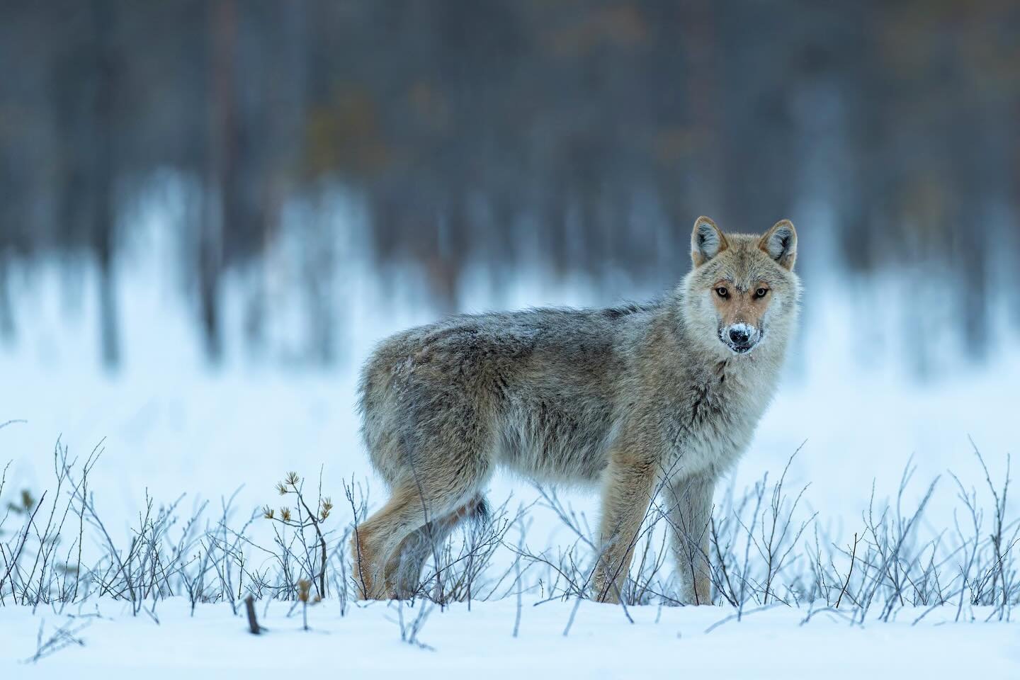 Nuori susi aamulla ennen auringonnousua.
Young grey wolf in the morning just before the sunrise.

Canon EOS R5MkII, EF600mm F4.0 IS III
ISO4000, F4.0, 1/100s

#susi
#wolf
#greywolf 
#wildlife 
#wildlife_captures 
#wildlife_perfection 
#wildlifeprotec