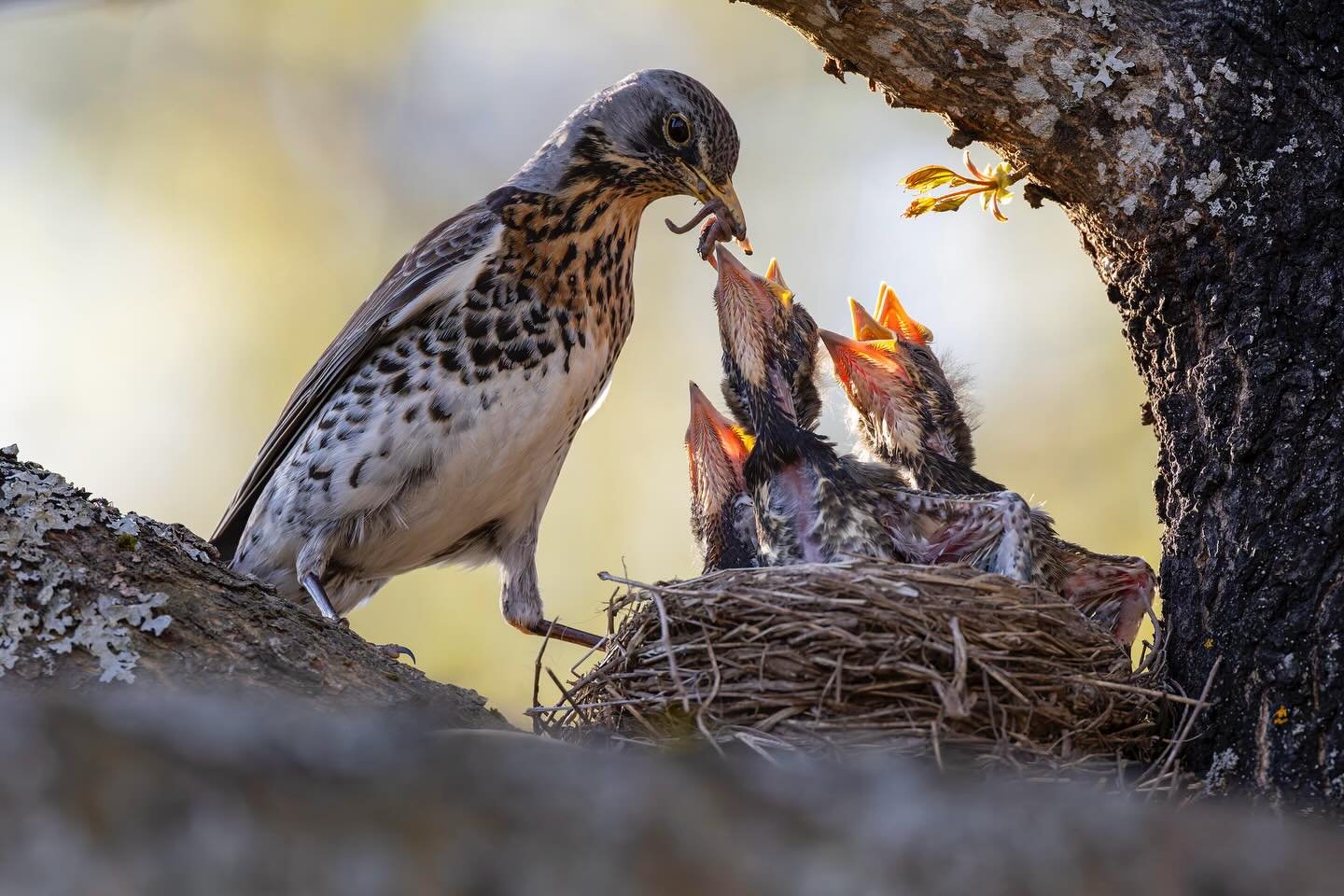 Se on varmaan jo kes&auml;, kun r&auml;ks&auml;n poikaset eiv&auml;t en&auml;&auml; mahdu pes&auml;&auml;n! Lieroa listalla t&auml;ss&auml;kin ruokatoimituksessa.
I reckon it is summer now. The new generation of fieldfares won&rsquo;t fit to their ne