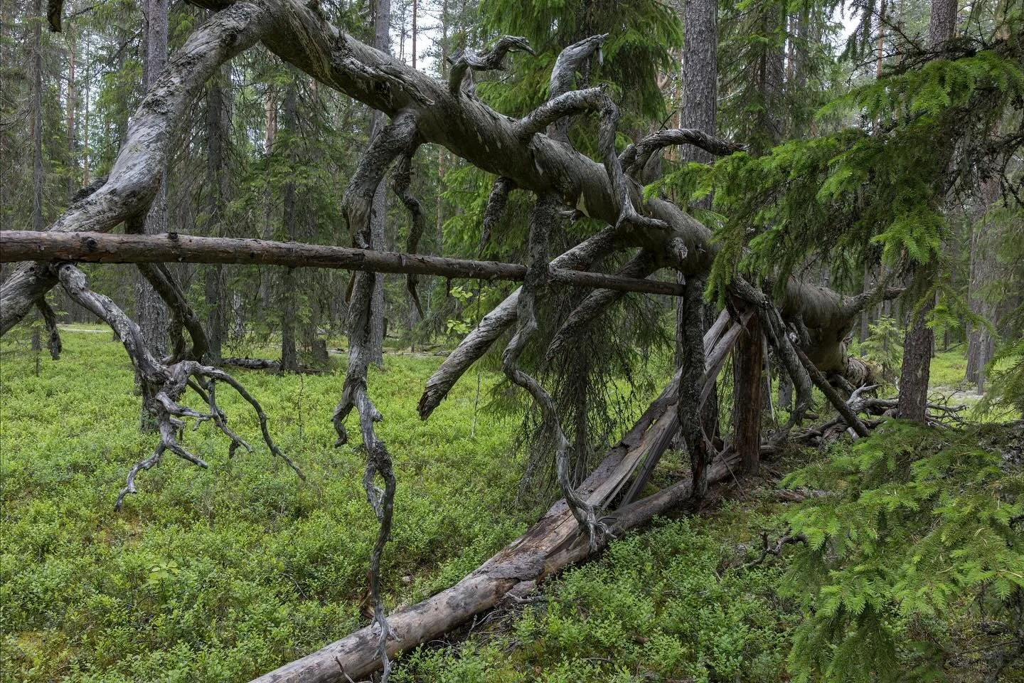 M&auml;nty, honka, pet&auml;j&auml;. Monta on puulla nime&auml;. Luonnonmets&auml;ss&auml; voi n&auml;hd&auml; puun el&auml;m&auml;n vaiheita syntym&auml;st&auml; kuolemaan. Pienen taimen, tuulessa humisevan ikipet&auml;j&auml;n ja hopeisen kelon sin