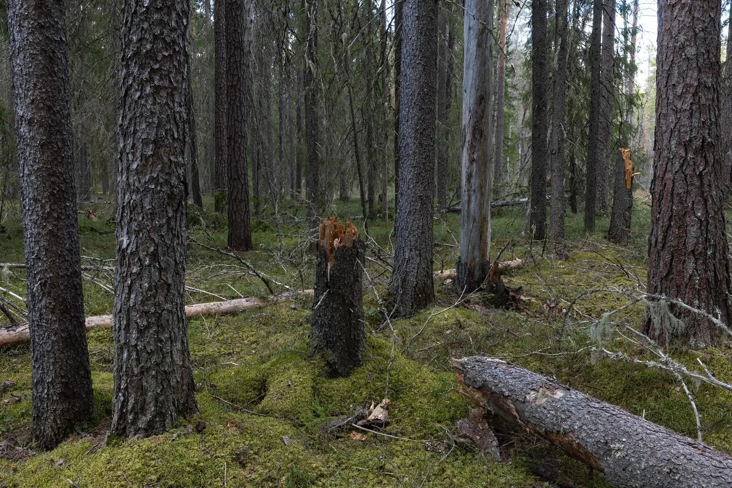Muistikuvia oikeasta mets&auml;st&auml; viime kev&auml;&auml;lt&auml;.
Memories from a real forest last spring.

Canon EOS R5mkII, RF28-70mm F2.0
ISO100, F11, 0.5s 28mm

#forest 
#lieksa
#visitlieksa 
#suomenluonnonvalokuvaajat 
#natureperfection 
#n
