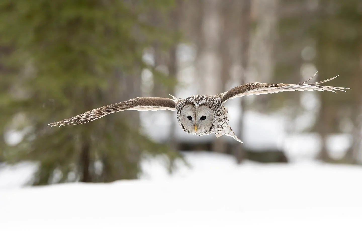 Viirup&ouml;ll&ouml; kev&auml;ttalvisessa mets&auml;ss&auml;. 
Ural Owl in a spring forest.

Canon EOS R3, EF400mm F2.8 IS III
ISO2500, F6.3, 1/2500s

#uralowl 
#viirup&ouml;ll&ouml; 
#strixuralensis 
#wildowl 
#birdofprey 
#birdphotography 
#wildlif