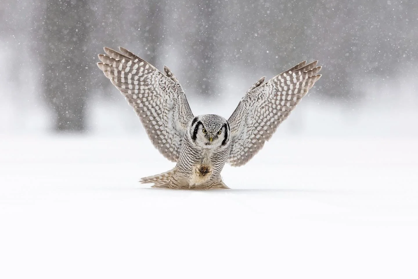 Hiirip&ouml;ll&ouml;n sy&ouml;ksy toissa talvelta. Saapa n&auml;hd&auml; mink&auml;lainen p&ouml;ll&ouml;talvi on edess&auml;. Ainakin It&auml;-Suomessa myyr&auml;tilanne t&auml;ll&auml; hetkell&auml; hyv&auml;.
Northern hawk-owl on winter 2024.

Can