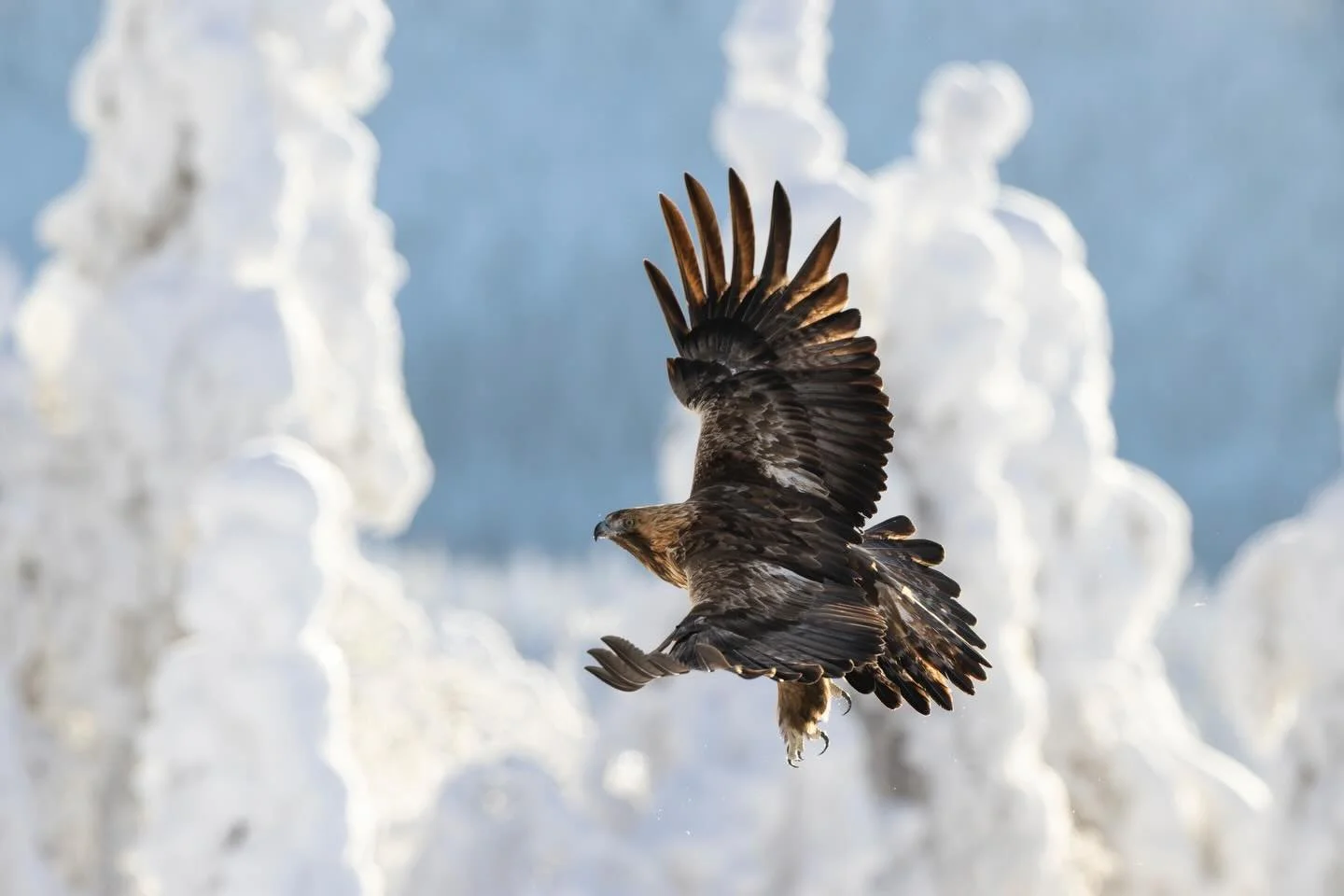 Maakotka ja taigamets&auml;n talvi.
Golden Eagle in Taiga forest.

Canon EOS R5MkII, EF400mm F2.8 IS III
ISO640, F5.6, 1/4000s

Kiitokset / Thanks: @kuusamonaturephotography 

#maakotka
#goldeneagle 
#birdofprey 
#birdsofinstagram 
#birdphotography