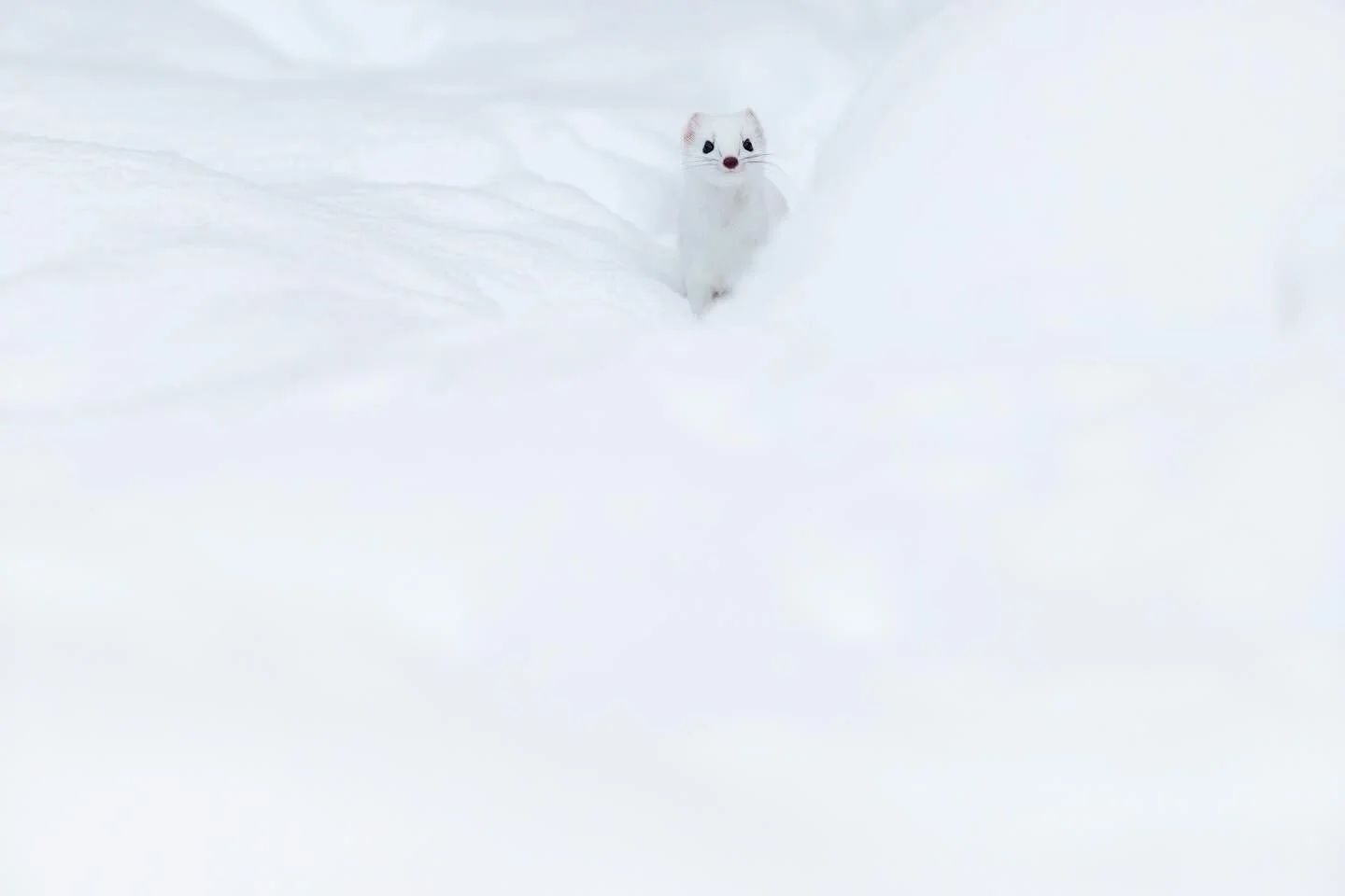 K&auml;rp&auml;ll&auml; on hyv&auml; suojav&auml;ri. Valkea talviturkki on my&ouml;s l&auml;mmin. Kuvanottohetkell&auml; pakkasta oli noin -25C.
Ermine (Stoat) has good protective coloration. White winter coat is also warm. When taking this picture t