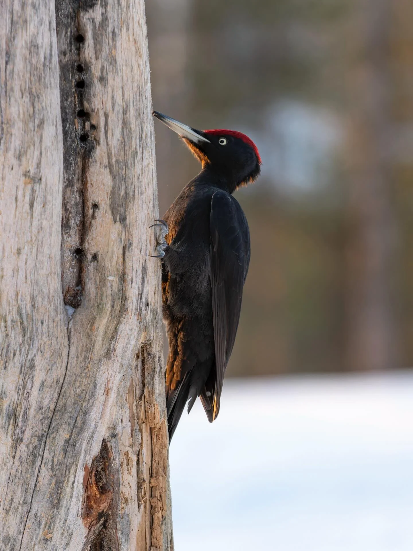 Palok&auml;rki kuva-arkistojen k&auml;tk&ouml;ist&auml; talvelta 2020. Joskus pidempien kuvausp&auml;ivien j&auml;lkeen k&auml;y niin, ett&auml; vain osan kuvista jaksaa k&auml;yd&auml; l&auml;pi. Muutaman vuoden j&auml;lkeen kuvavirtaa katsoo uusin 
