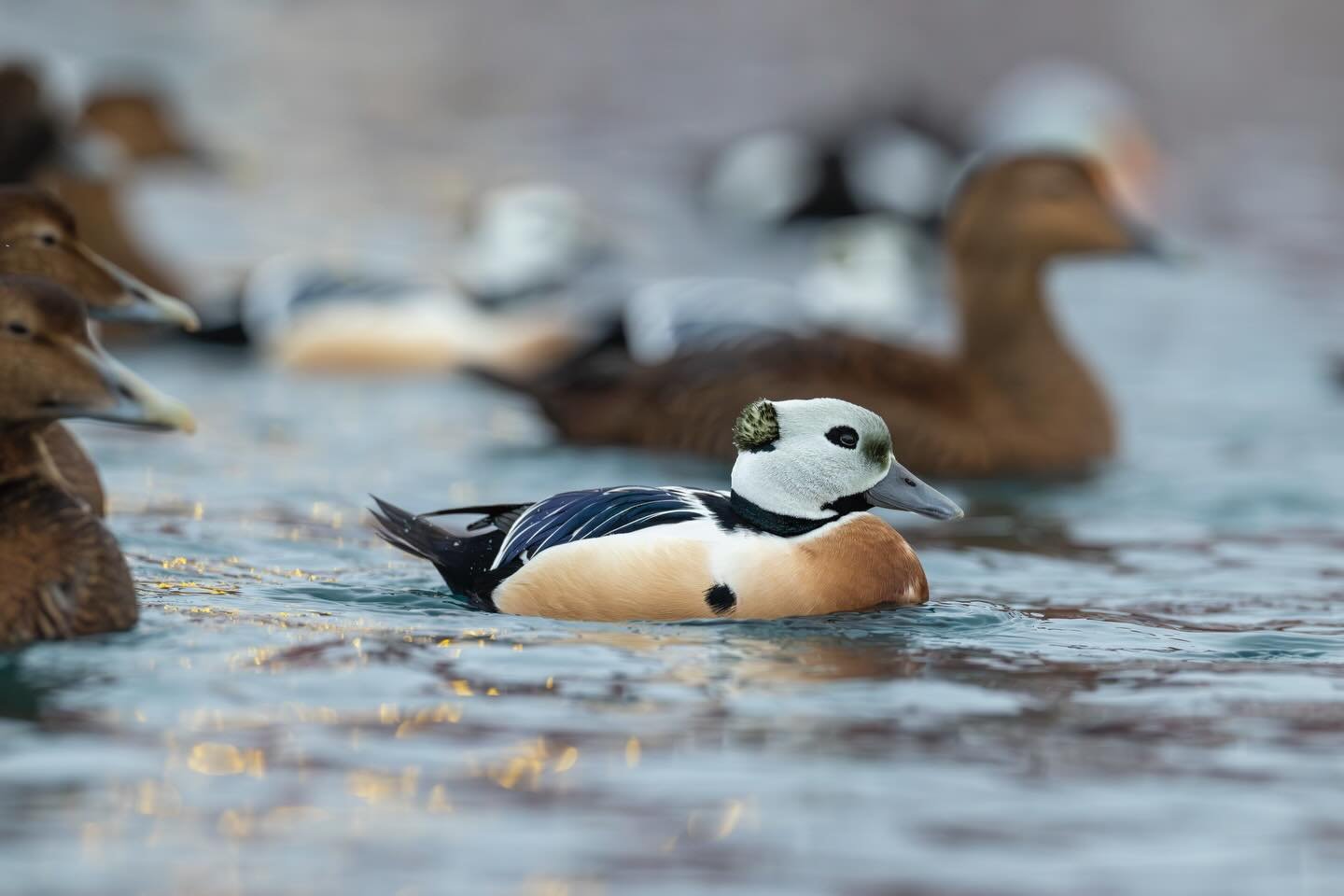 Allihaahkakoiras juhlapuvussaan on upea n&auml;ky. Valitettavasti ennen yleinen allihaahka on nyky&auml;&auml;n uhanalainen.

T&auml;ll&auml; viikolla olemme kuvanneet suomalaisen ryhm&auml;n kanssa B&aring;tsfjordin kelluvista piilokojuista allihaah