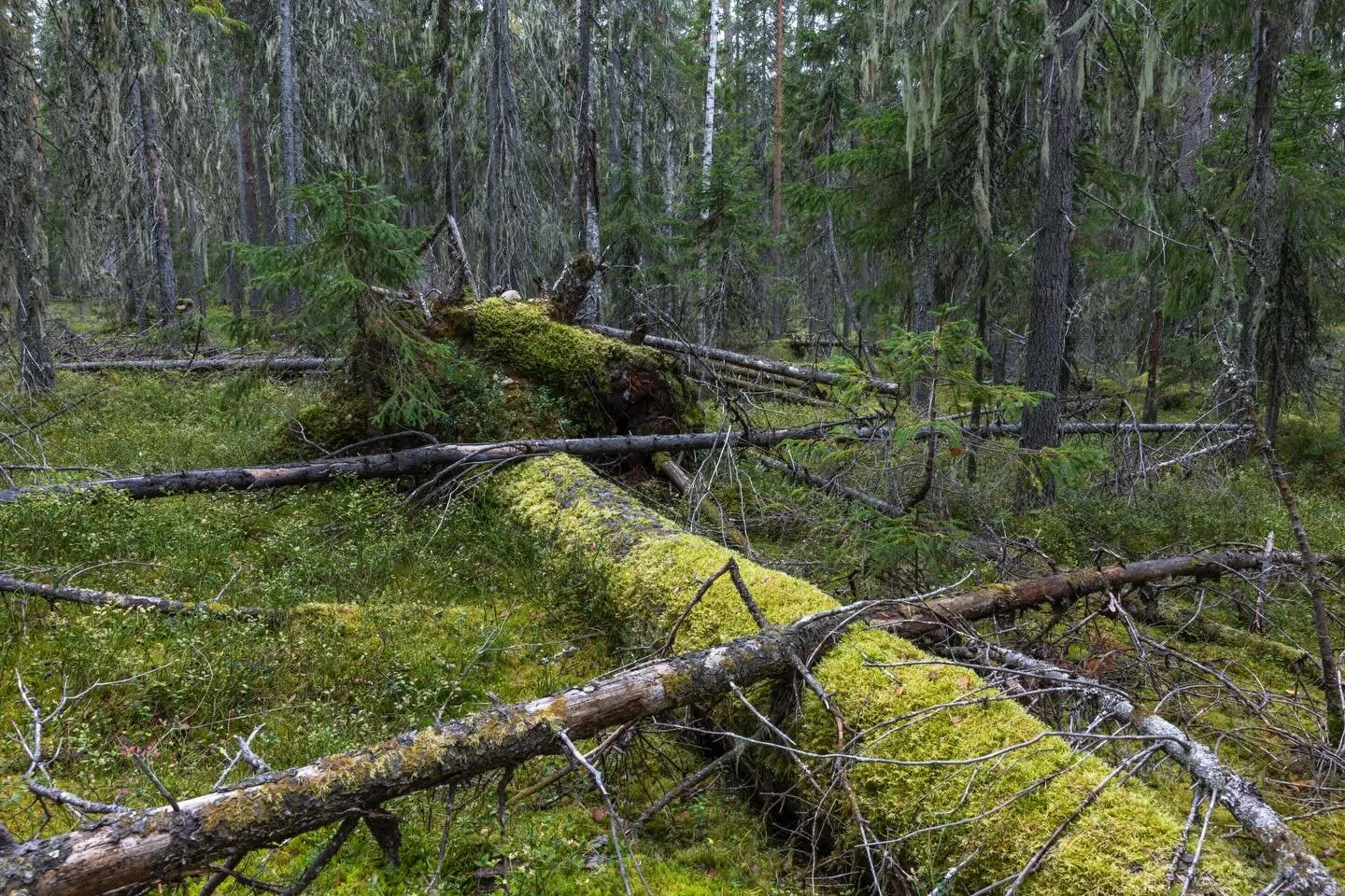 Vuoden pimein aika alkaa olla k&auml;sill&auml;. Muisto syksyisest&auml; luonnonmets&auml;st&auml; tuo onneksi valoa mieleen. T&auml;llaiset mets&auml;t ovat luonnon aarteita, mutta valitettavasti ovat k&auml;yneet v&auml;hiin. T&auml;m&auml; upea ku