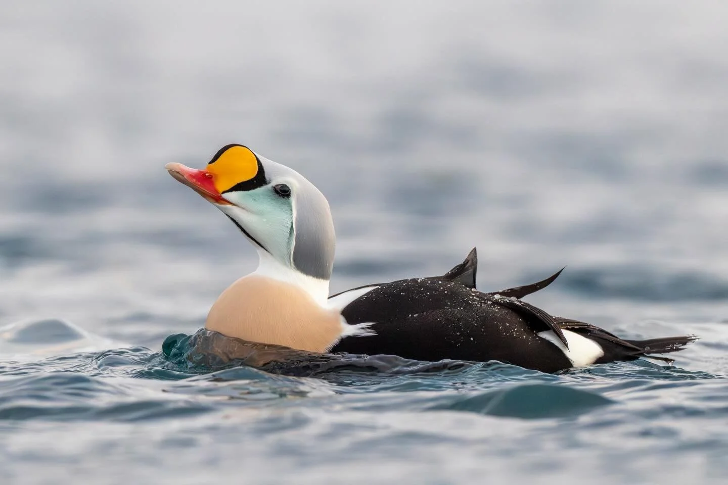 Koiras kyhmyhaahka.
Male King Eider.

Canon EOS R5MkII, EF600mm F4.0 IS III
ISO6400, F7.1, 1/2500s

#kyhmyhaahka
#kingeider 
#somateriaspectabilis 
#birdphoto 
#arctic

@kuusamonaturephotography