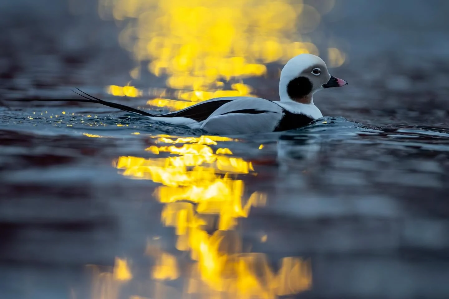 Allikoiras sataman valoissa aikaisin aamulla.
Harbor lights and a male Long-tailed duck early in the morning.

Canon EOS R5mkII, EF400mm F2.8 IS III
ISO4000, F2.8, 1/800s

#alli
#longtailedduck 
#arctic 
#birdphotographer 
#canonnordic 

@kuusamonatu