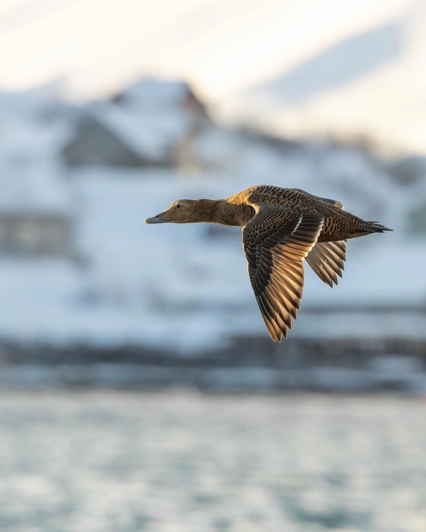 Haahkanaaras siivill&auml;&auml;n arktisella rannikolla.
Female Common Eider flying on arctic coast.

Canon EOS R5MkII, EF400mm F2.8 IS III
ISO1600, F6.3, 1/4000s

#haahka
#commoneider 
#somateriamollissima 
#birdsofinstagram 
#canonnordic

@kuusamon