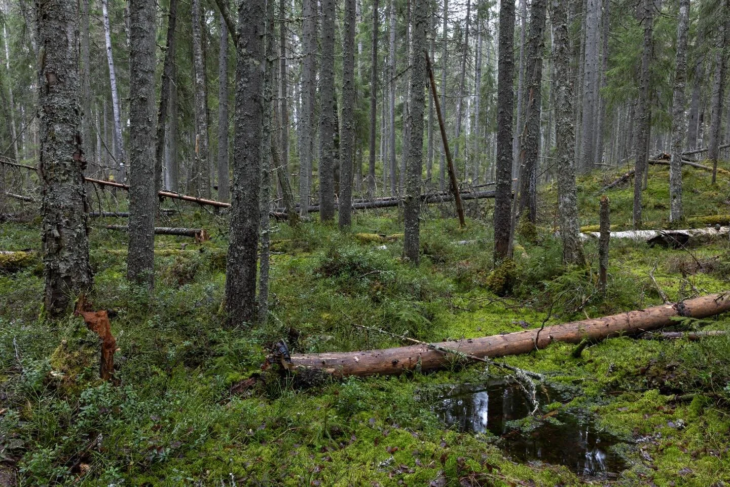 Tehomets&auml;talouden myllert&auml;m&auml;ss&auml; Etel&auml;-Savossa ei juuri vanhoja luonnonmetsi&auml; ole. Joitakin edustavia kohteita kuitenkin on s&auml;&auml;stynyt pienill&auml; suojelualueilla. T&auml;ss&auml; muutama kuva niist&auml; yhdel