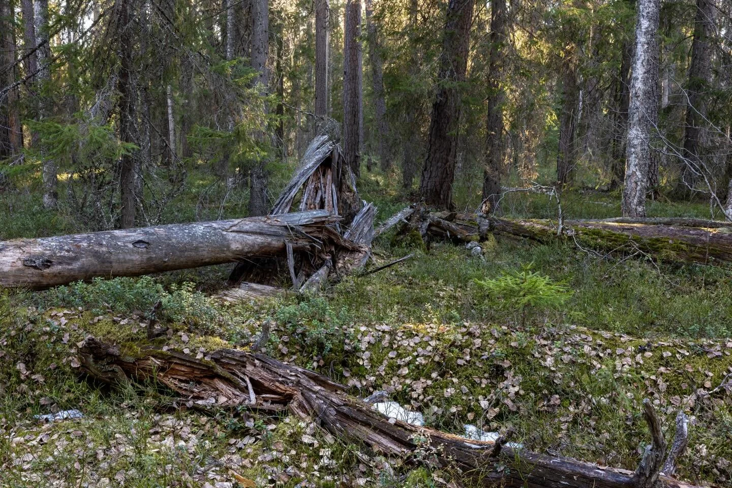 Kev&auml;t tuli t&auml;n&auml; vuonna kuukauden aikaisessa. Joskus mennein&auml; vuosina t&auml;h&auml;n aikaan metsiss&auml; ja soilla viel&auml; hiihdettiin. Huhtikuinen mets&auml; on hiljainen, t&auml;n&auml;&auml;n tapasin vain vihervarpusia, pun