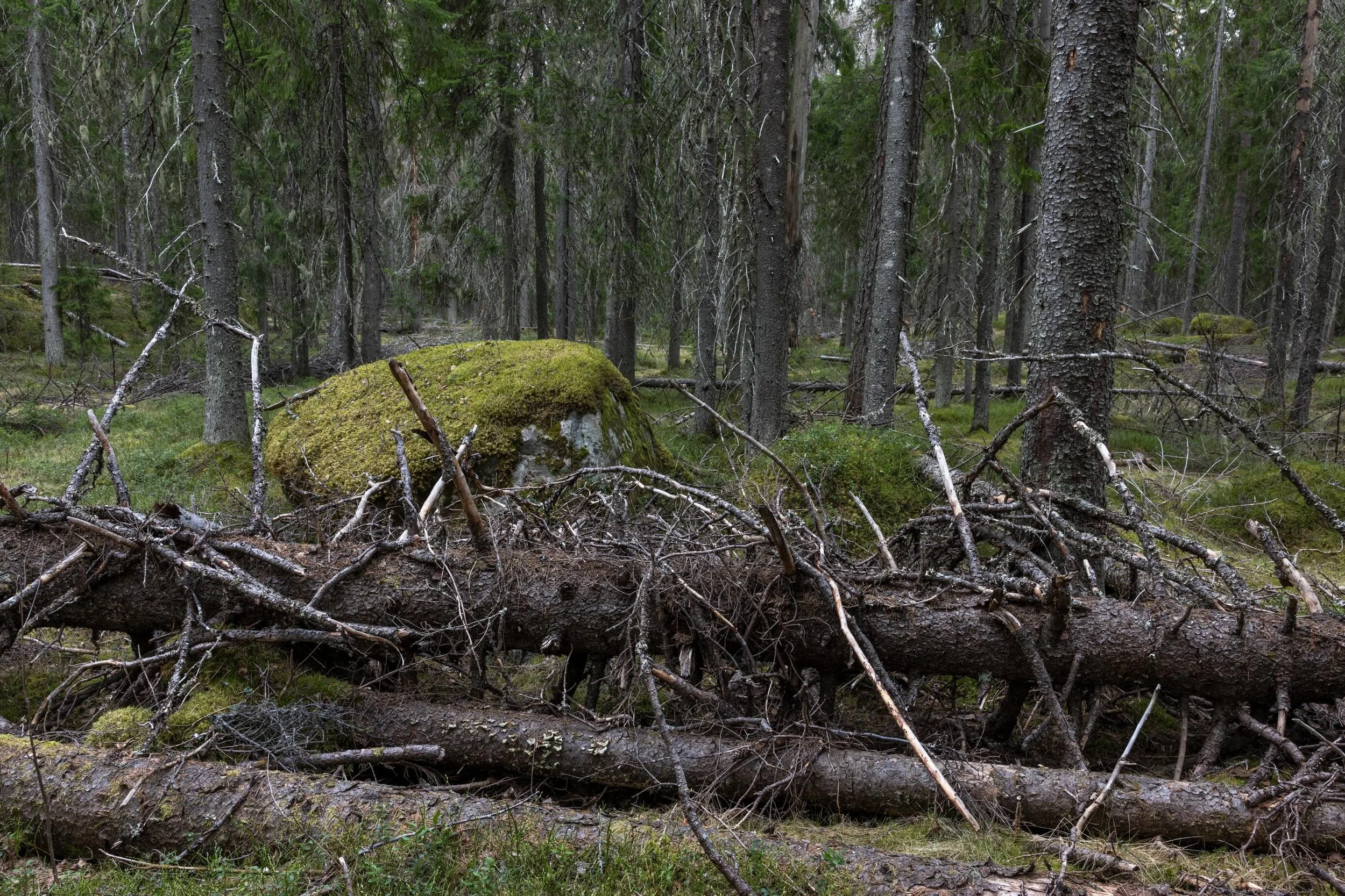 Vapunaatto vaaralla vanhassa mets&auml;ss&auml; oli kolea, mutta l&auml;mpenev&auml;&auml; on l&auml;hip&auml;ivin&auml; luvassa. Lintumaailma on viel&auml; hiljainen, sinipyrst&ouml;t eiv&auml;t ole viel&auml; vaaran laelle saapuneet. Peipot, viherv