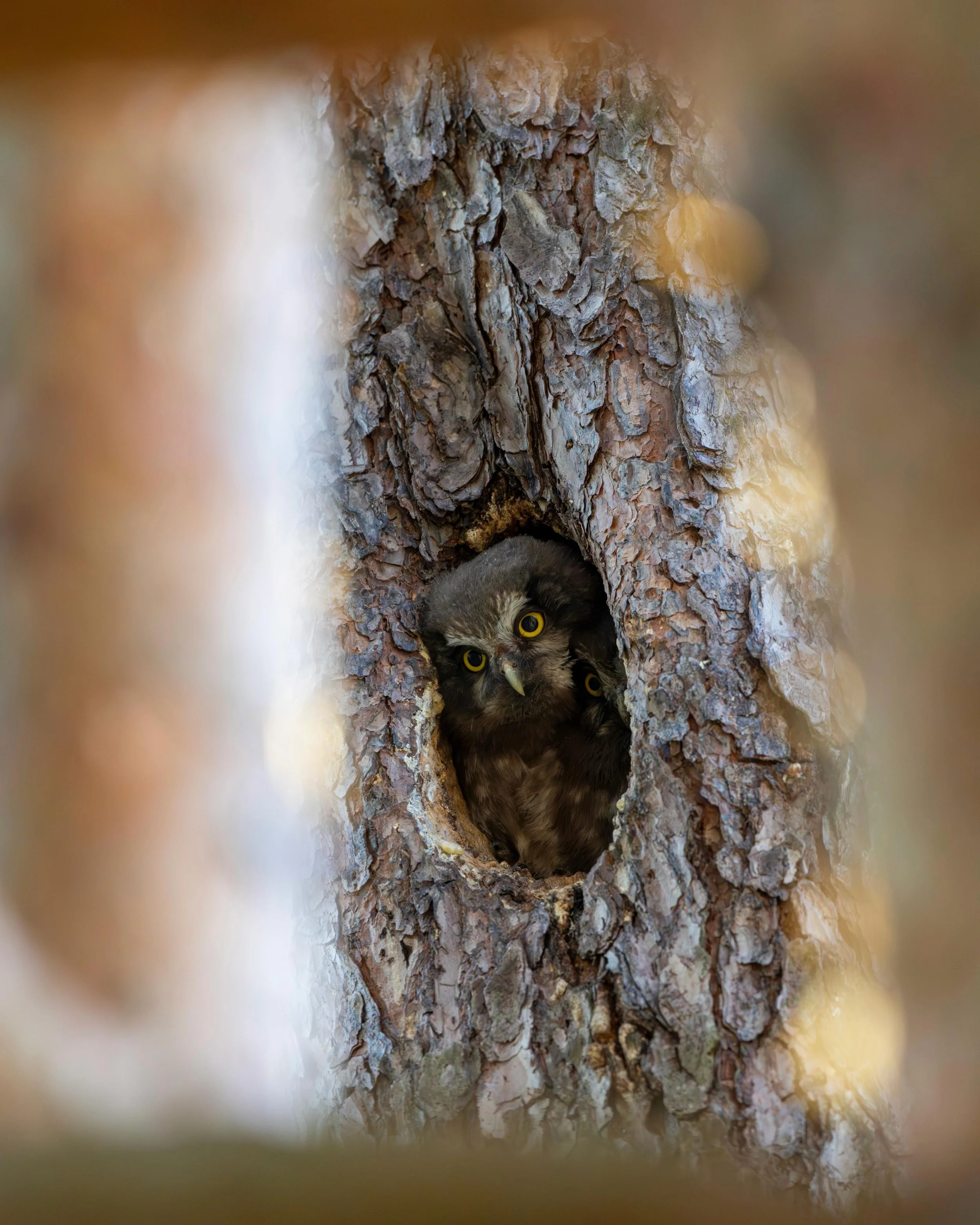 Helmip&ouml;ll&ouml;perhe oli kotona. Valokuvaajia katsottiin tiukasti.
Boreal owl family was at home. Photographers were observed strictly.

Taken when guiding a group of photographers @finnature_official 

#helmip&ouml;ll&ouml;
#borealowl 
#aegoliu