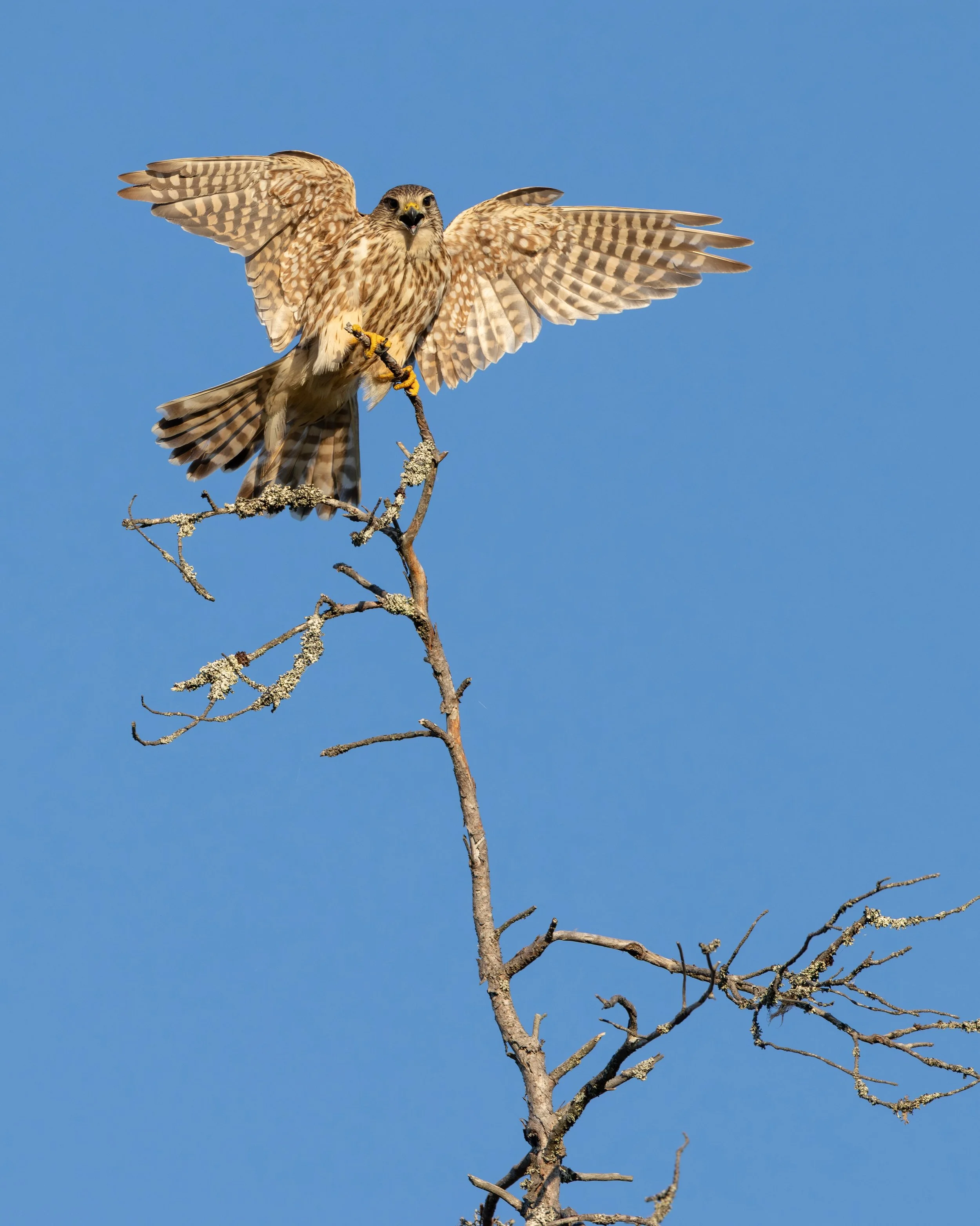 🇫🇮Ampuhaukka on jalohaukoistamme pienin. Petolinnuilla naaras on koirasta usein huomattavasti suurempi ja raskastekoisempi. T&auml;ss&auml; naaras ampuhaukka.

🇬🇧 Merlin is the smallest of our falcons. In birds of prey, the female is usually larg