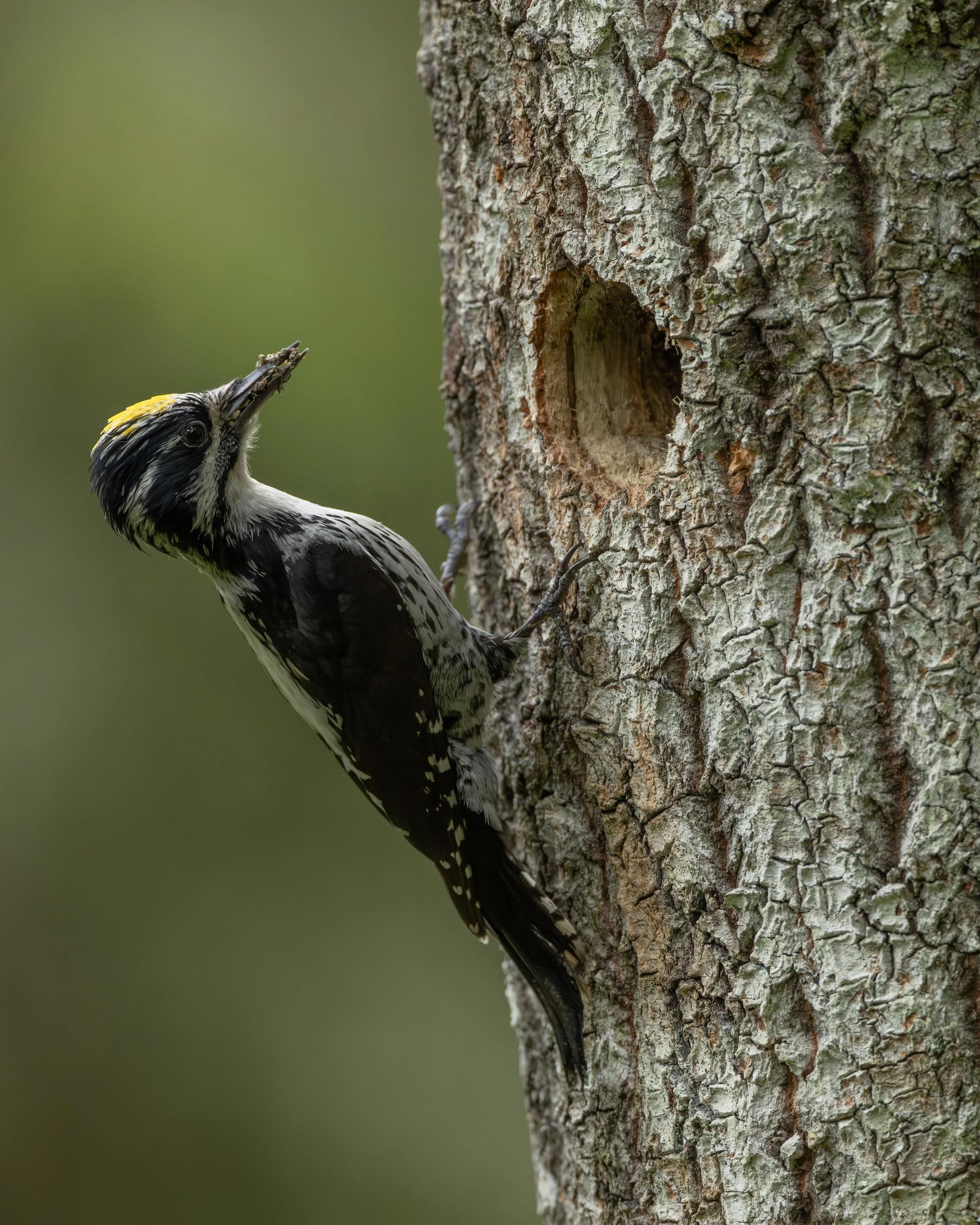🇫🇮 Pohjantikka on hakannut pes&auml;kolon kallellaan olevaan haapaan synk&auml;ss&auml; korpikuusikossa.
🇬🇧 Eurasian three-toed woodpeckers have made their nest to an aspen.

Canon EOS R5MkII, EF600mm F4.0 IS III
ISO4000, F4.5, 1/640s

#pohjantik