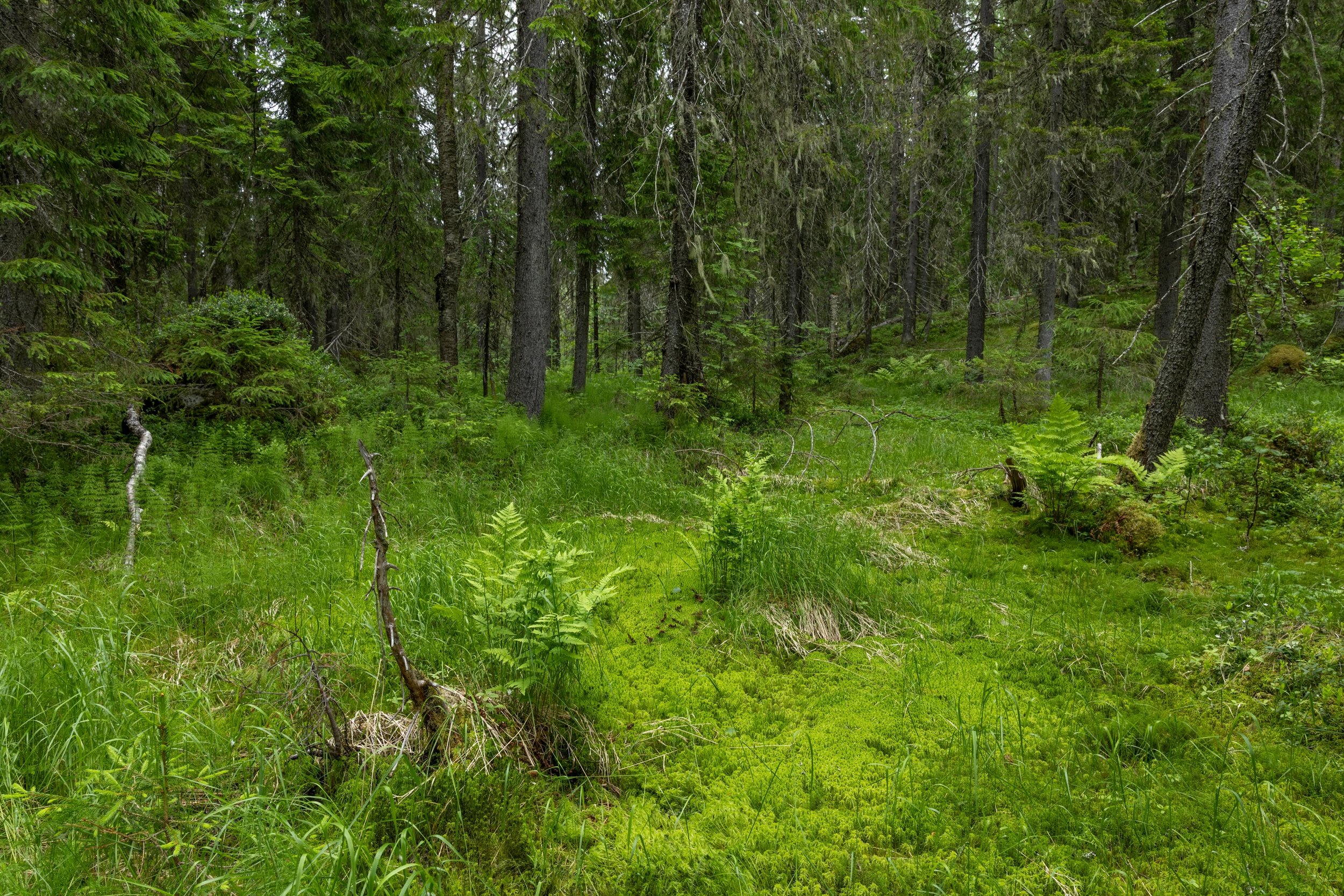 🇫🇮 Korpi, yksi sielunmaisemista.
🇬🇧 Coniferous swamp, one of my soul landscapes.

Canon EOS R5MkII, RF24-70mm F2.8
ISO100, F11, 1/20s 24mm

#primevalforest 
#luonnonmets&auml;
#korpi
#forest
#visitlieksa