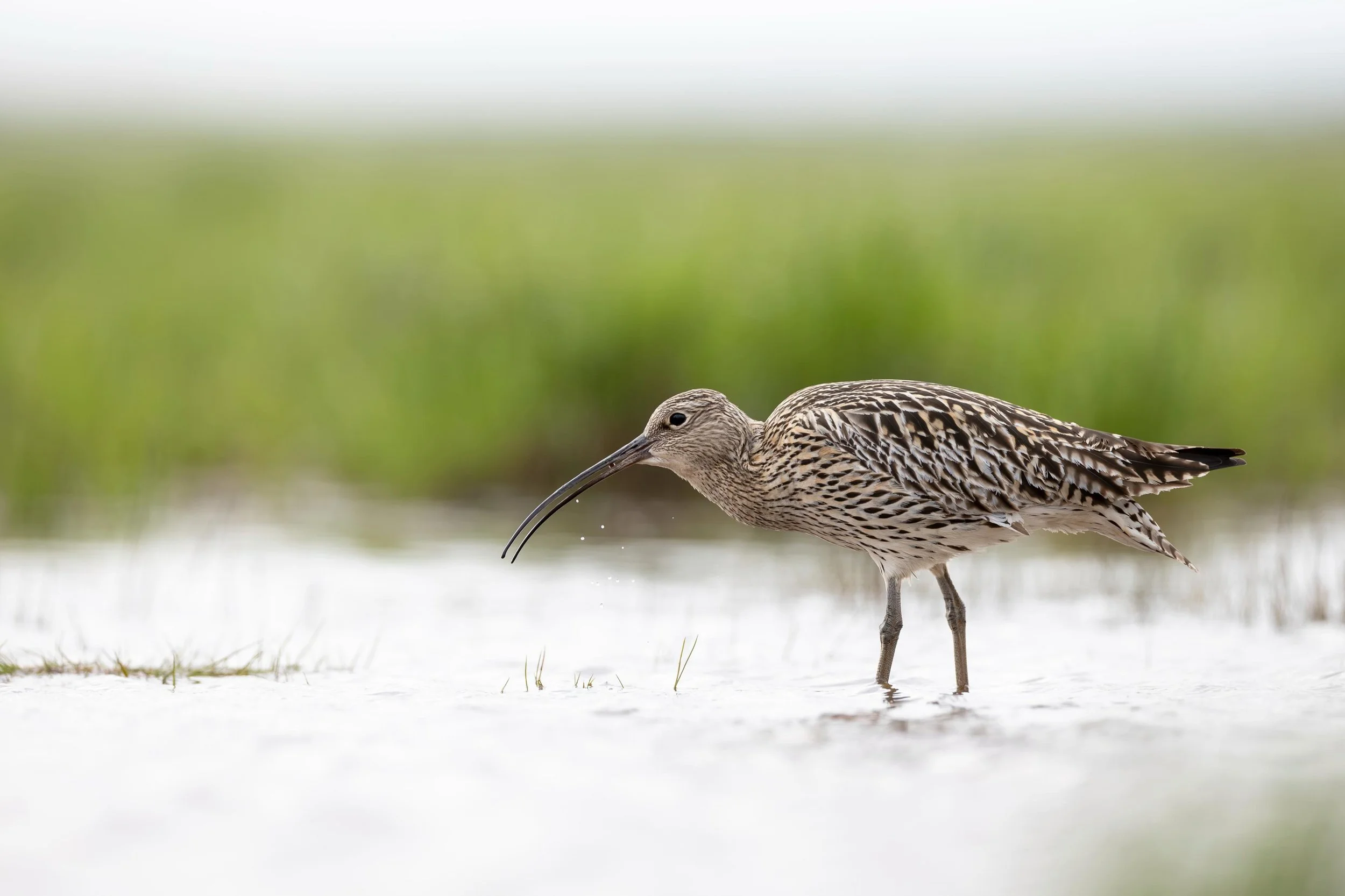 🇫🇮 Kuovi ruokailee Liminganlahden rantavesiss&auml;.
🇬🇧 Eurasian curlew is feeding on shallow waters of Liminganlahti.

Canon EOS R3, EF400 F2.8 IS III
ISO1600, F3.5, 1/4000s

#kuovi
#eurasiancurlew 
#numeniusarquata 
#birdphoto 
#canonnordic
