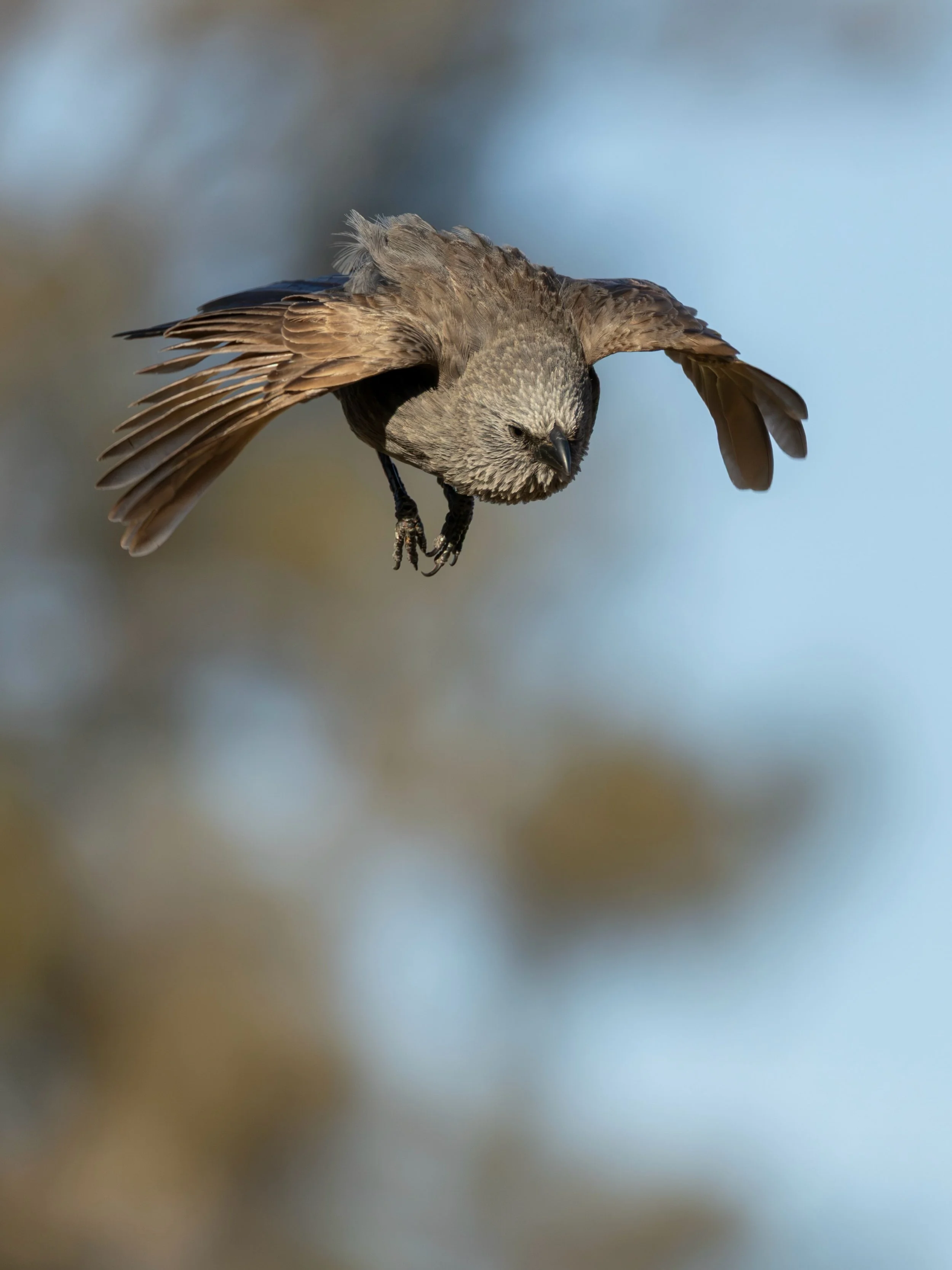 🇫🇮 Mutan&auml;rhi on upea australialainen lintu. Linnut viihtyv&auml;t pieniss&auml; ryhmiss&auml;, ehk&auml;p&auml; siit&auml; sen englanninkielinen nimi &rdquo;Apostlebird&rdquo;. Heit&auml;h&auml;n oli kaksitoista.
🇬🇧 Apostlebird is an awesome