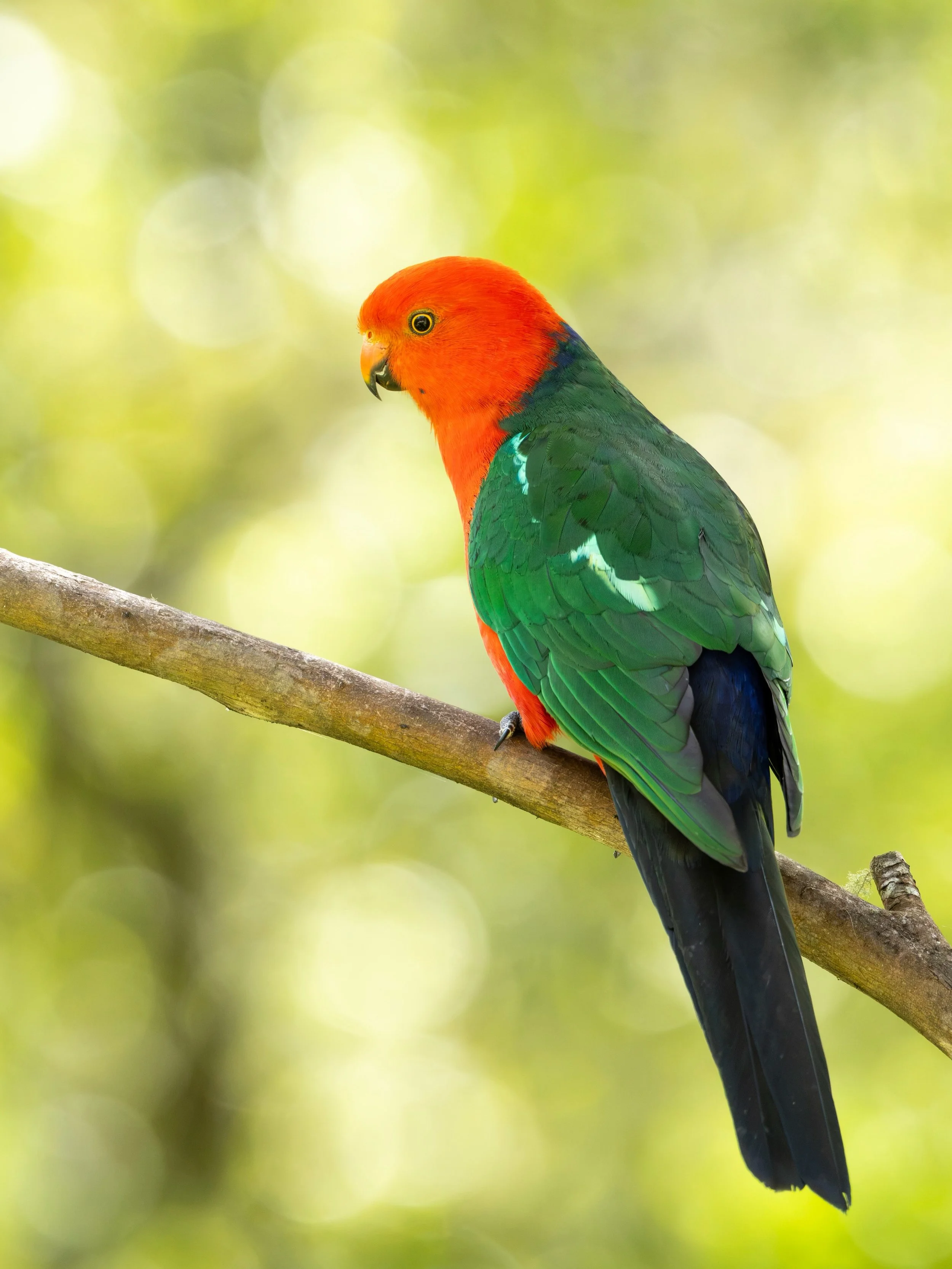 🇫🇮 Australiankuningaskaija, koiras. Upea lintu!
🇬🇧 Australian King Parrot male is an awesome bird!

Canon EOS R5mkII, EF600mm F4.0 IS III
ISO2500, F7.1, 1/640s

#australiankingparrot 
#parrot
#australia
#wildlifephoto 
#birdphotography
