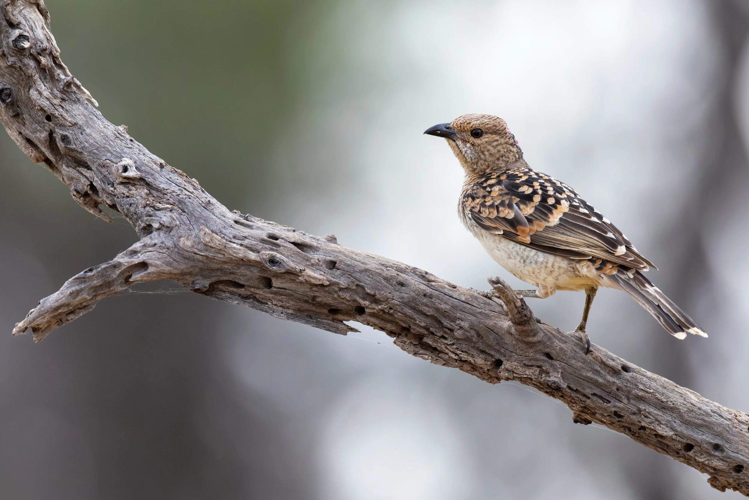 🇫🇮Kultahelmilavastaja.
🇬🇧Spotted bowerbird

Canon EOS R5MkII, EF600mm F4.0 IS III
ISO4000, F5.6, 1/800s
#spottedbowerbird 
#australianbirds 
#birdphotography 
#australia
#wildlifephotography 

Thanks for the excellent bird hide opportunity @lakec