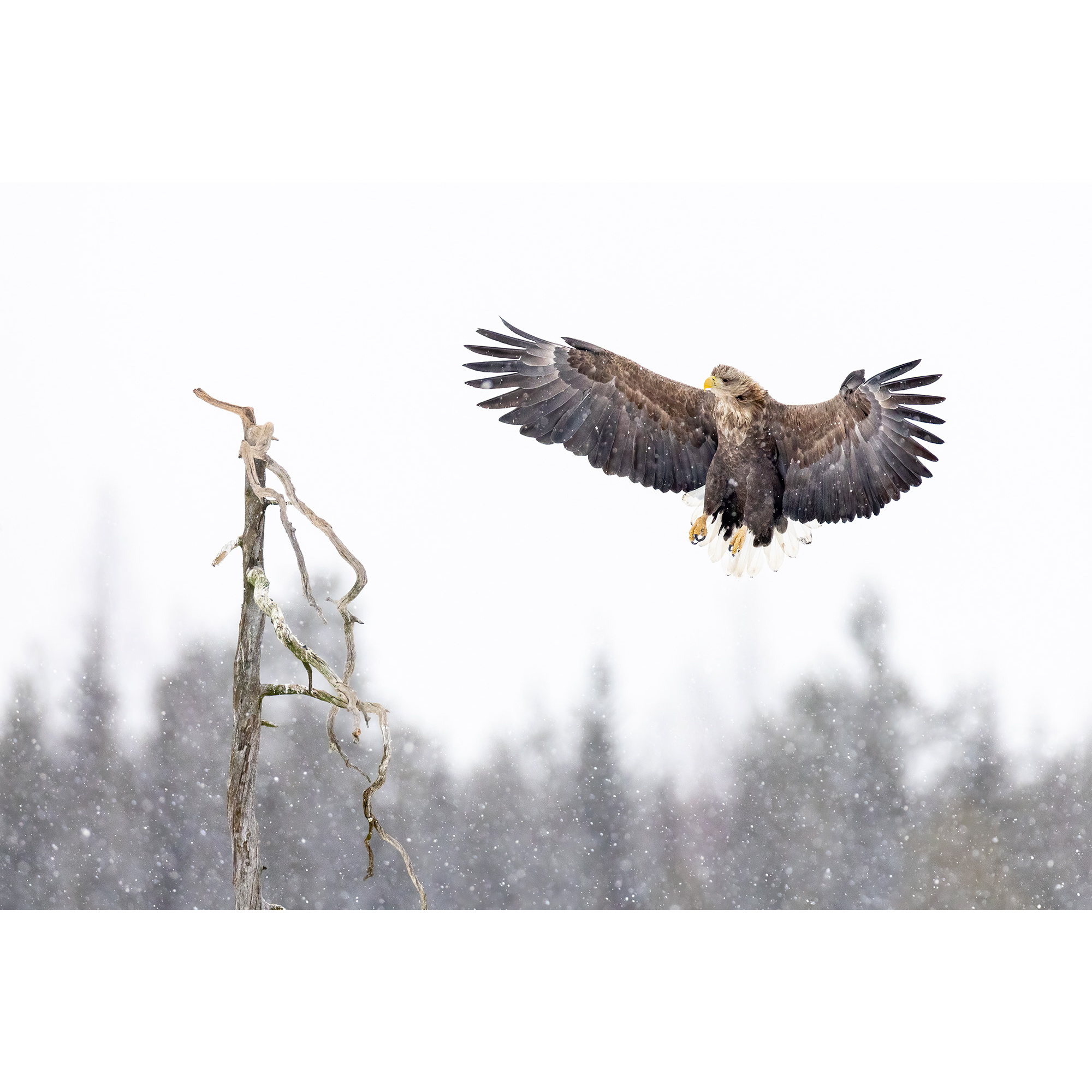 White-tailed eagle