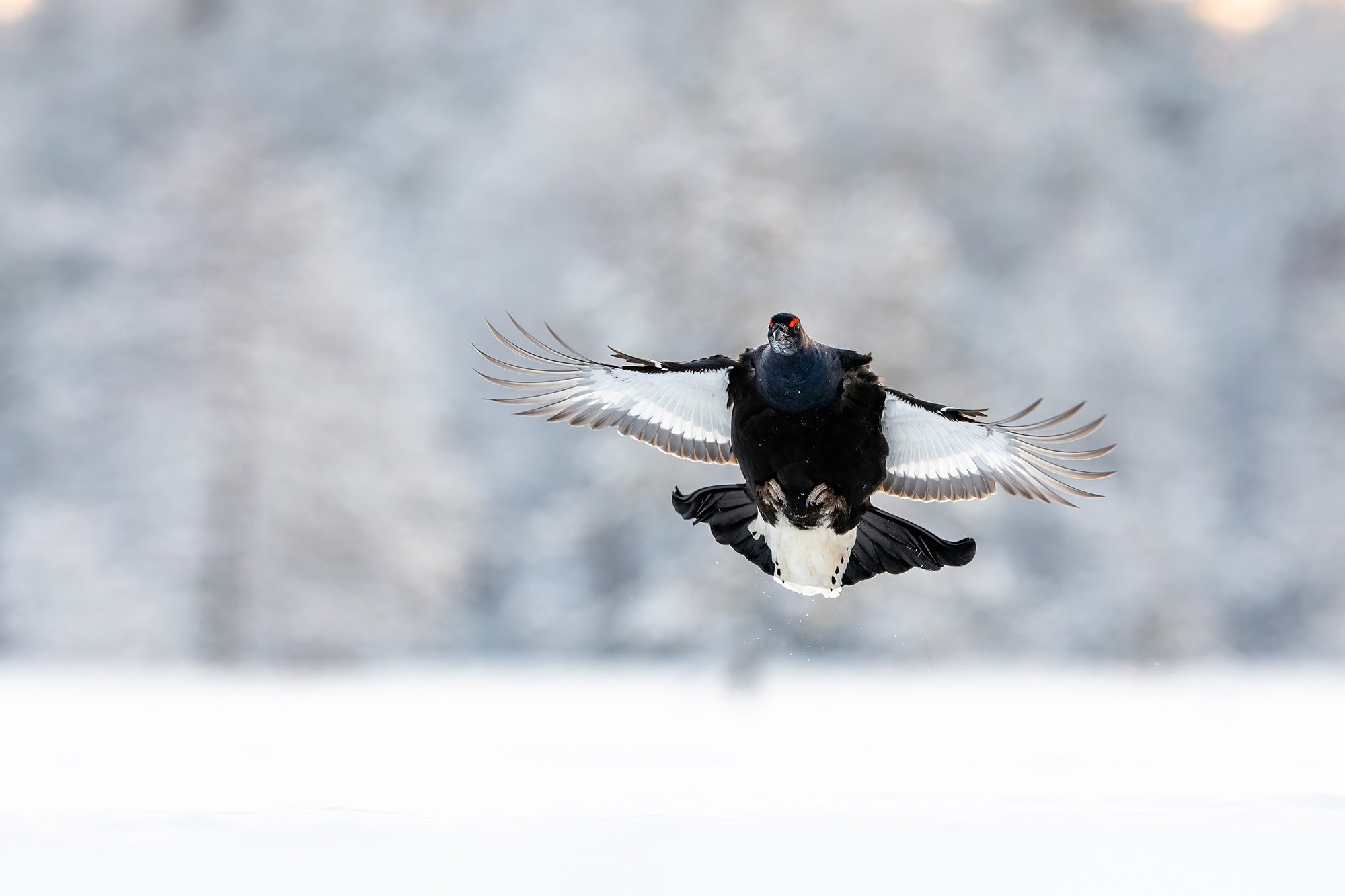 Male black grouse