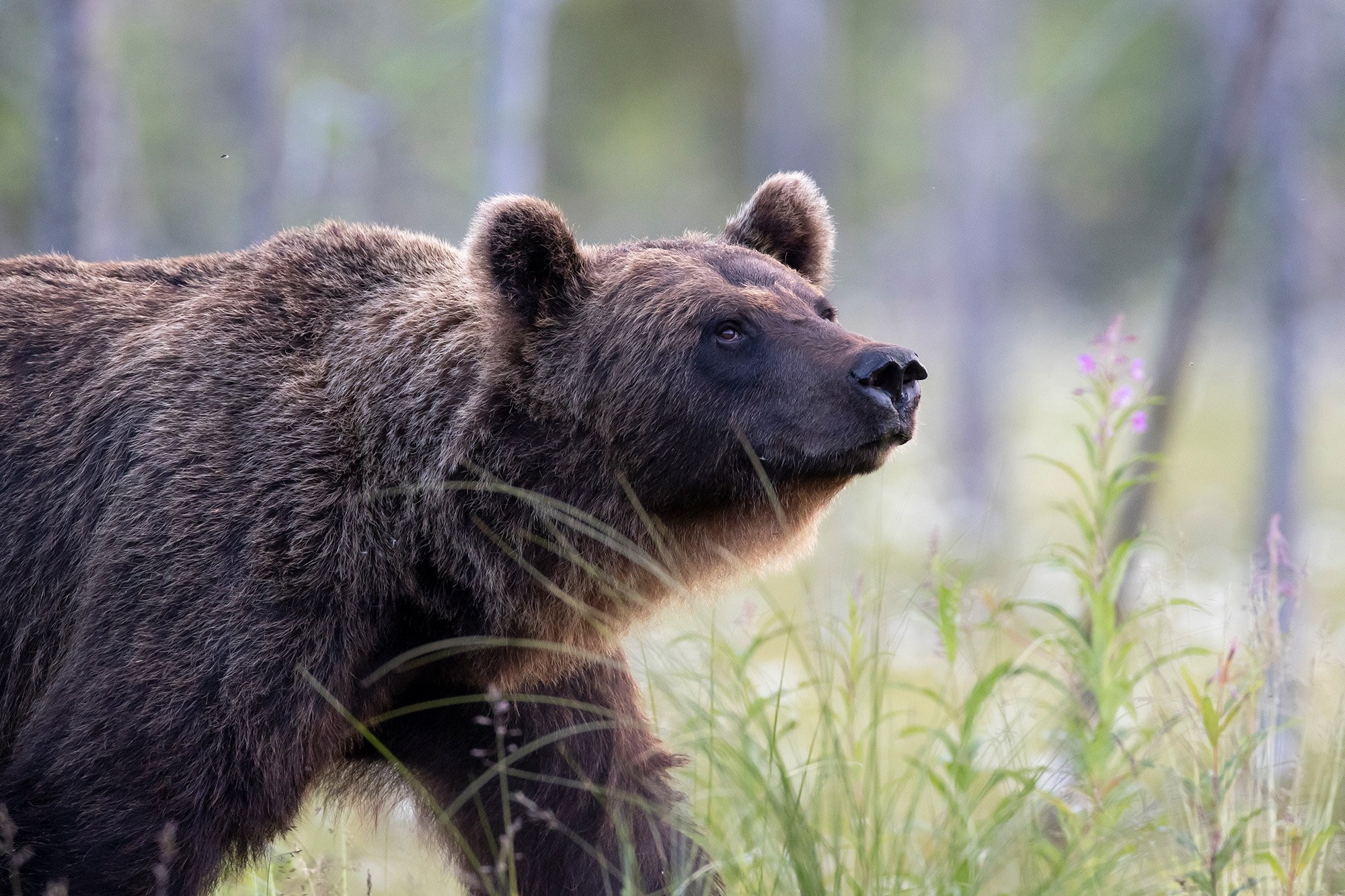 Brown bear