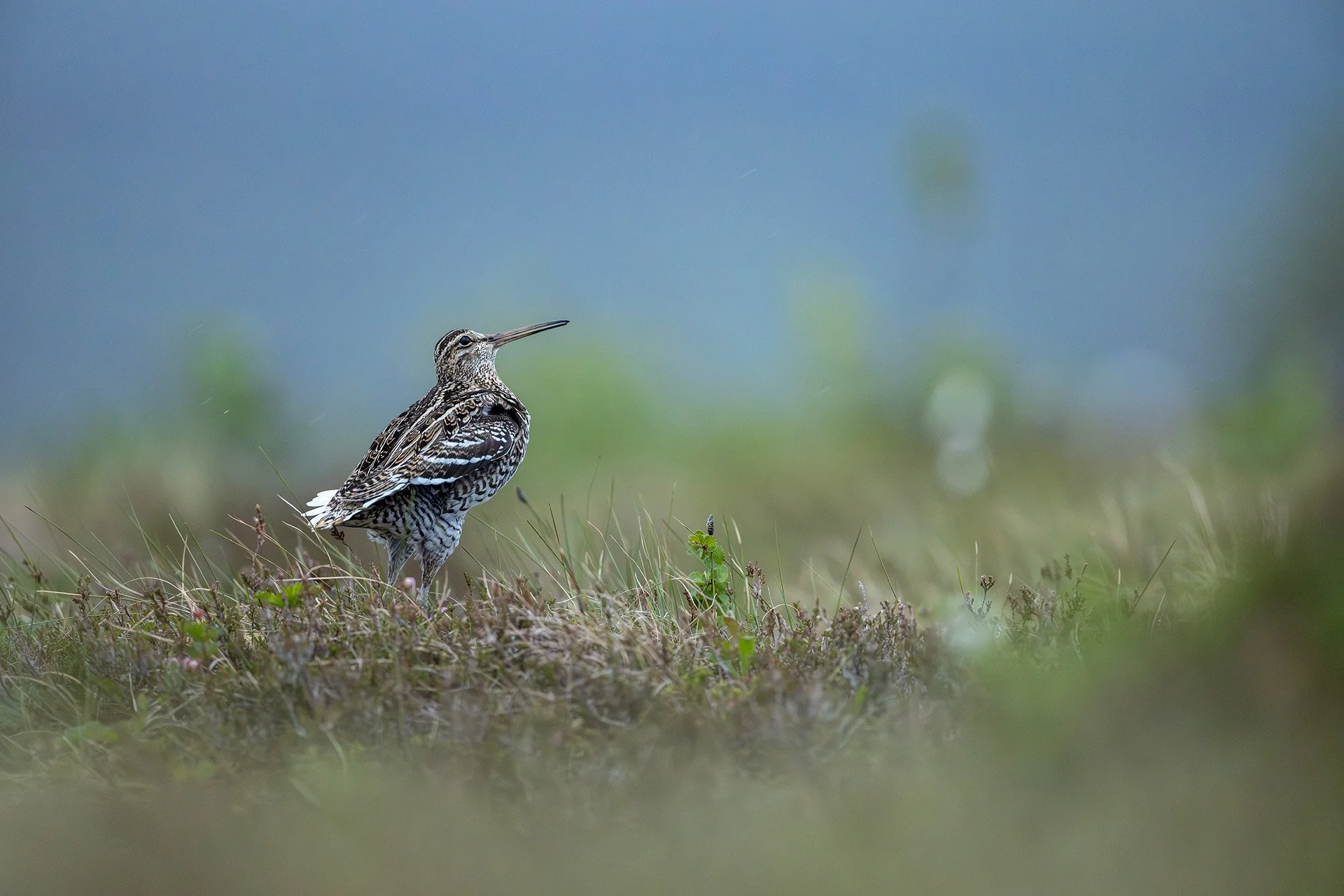 Great snipe on lek