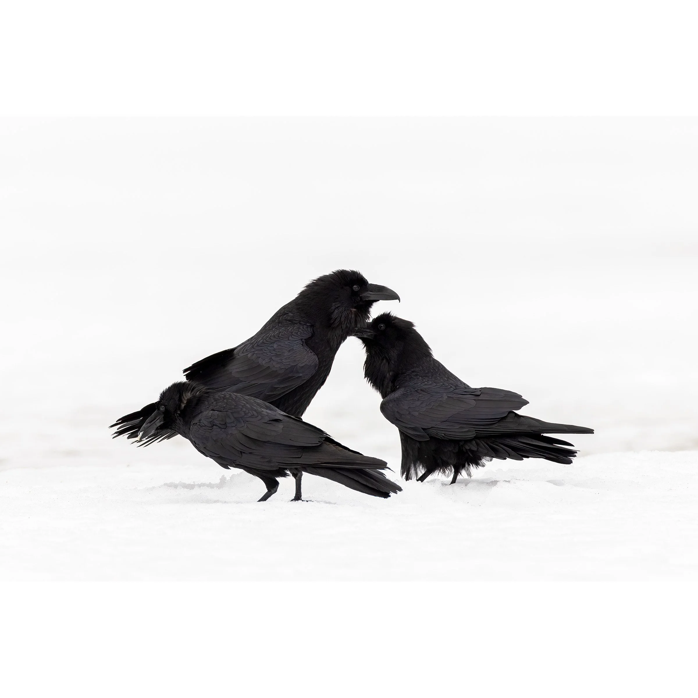 Ravens In The Snow