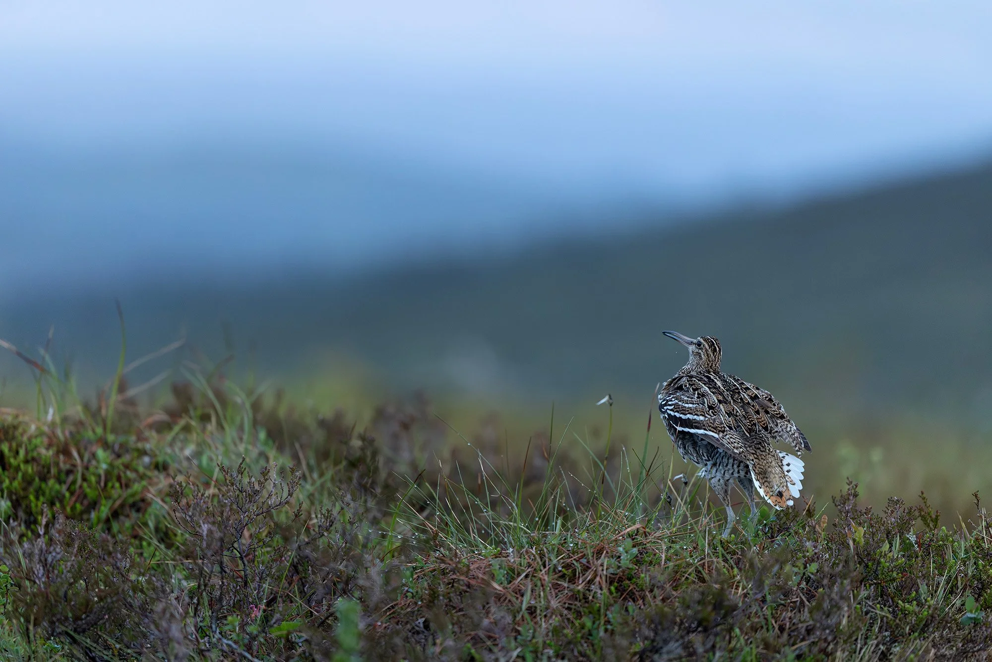 Great Snipe lekking in summer night