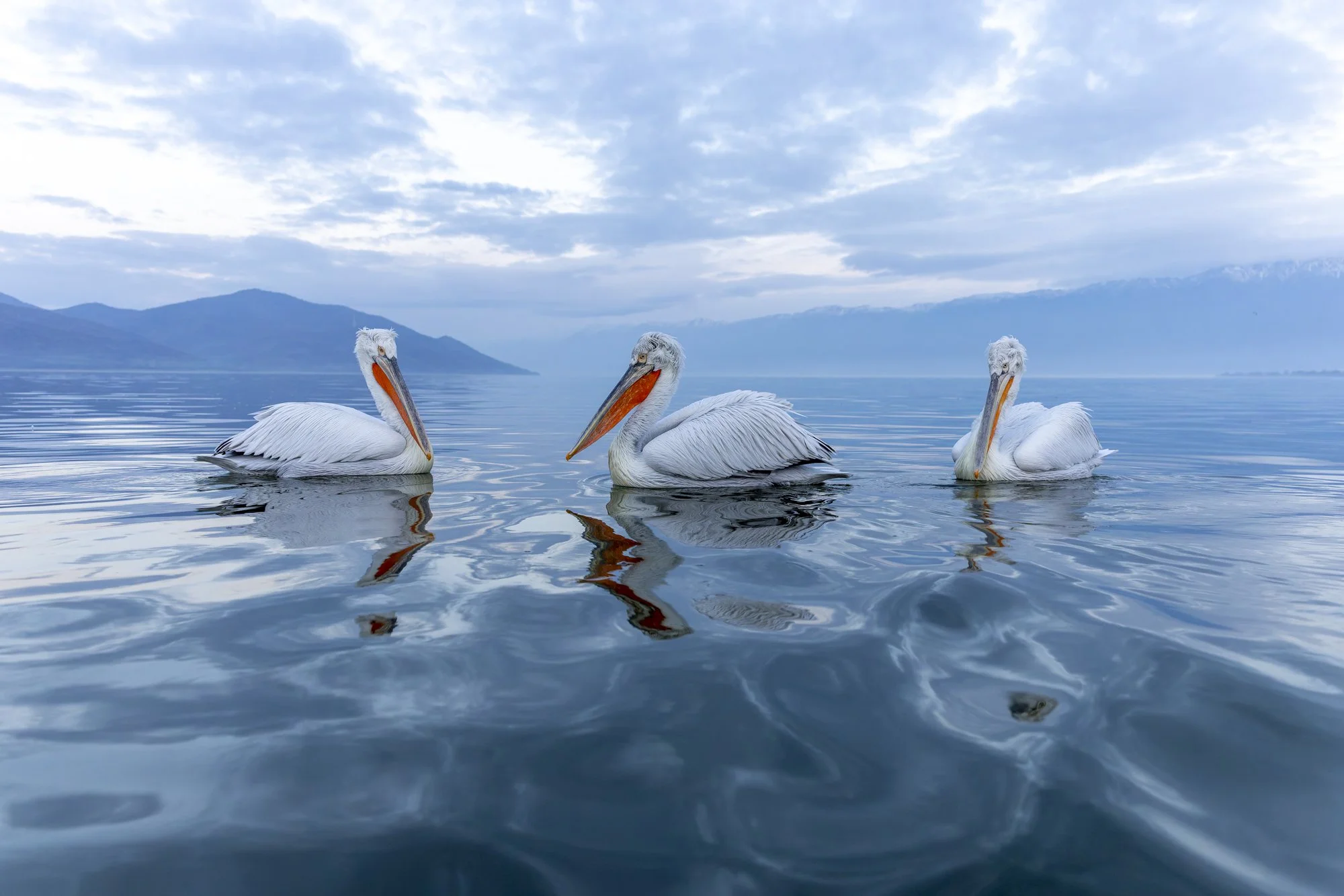 Dalmatian pelicans early in the morning 