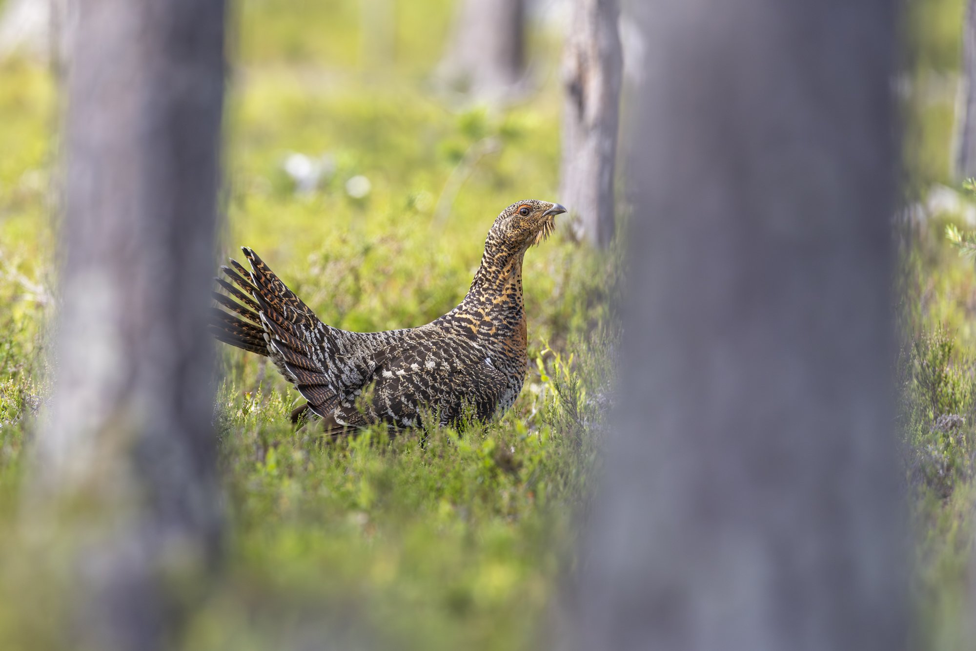Female capercaillie