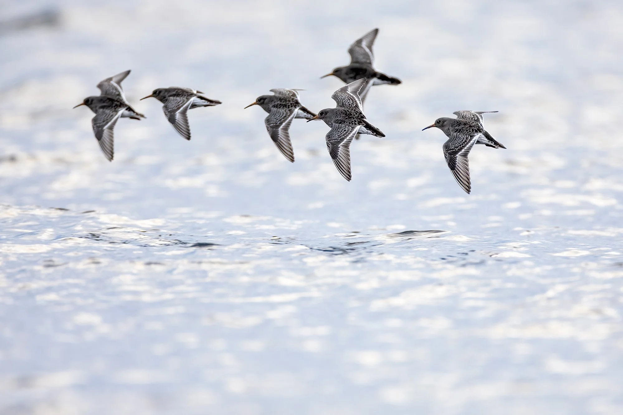 Purple Sandpipers