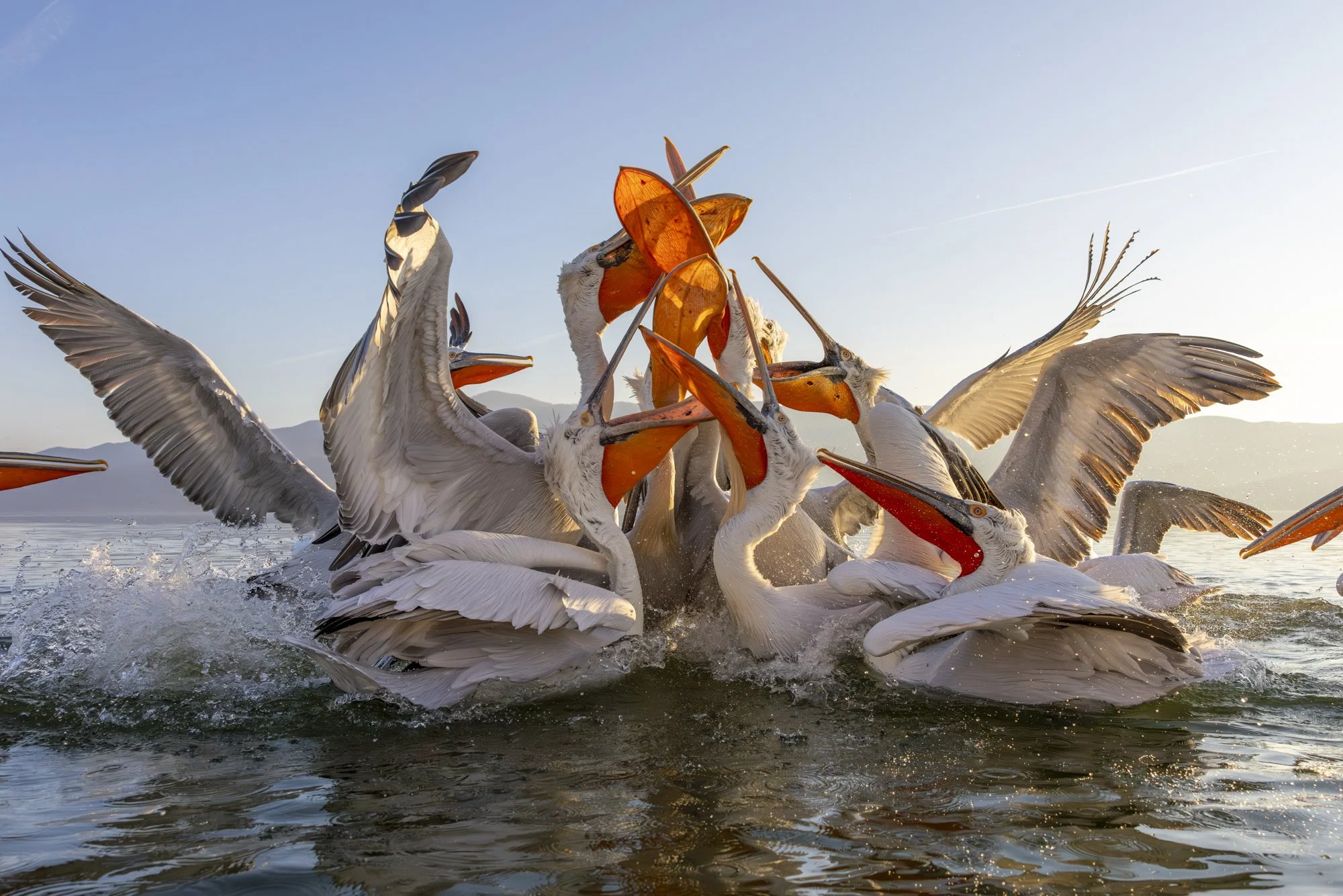 Dalmatian pelicans