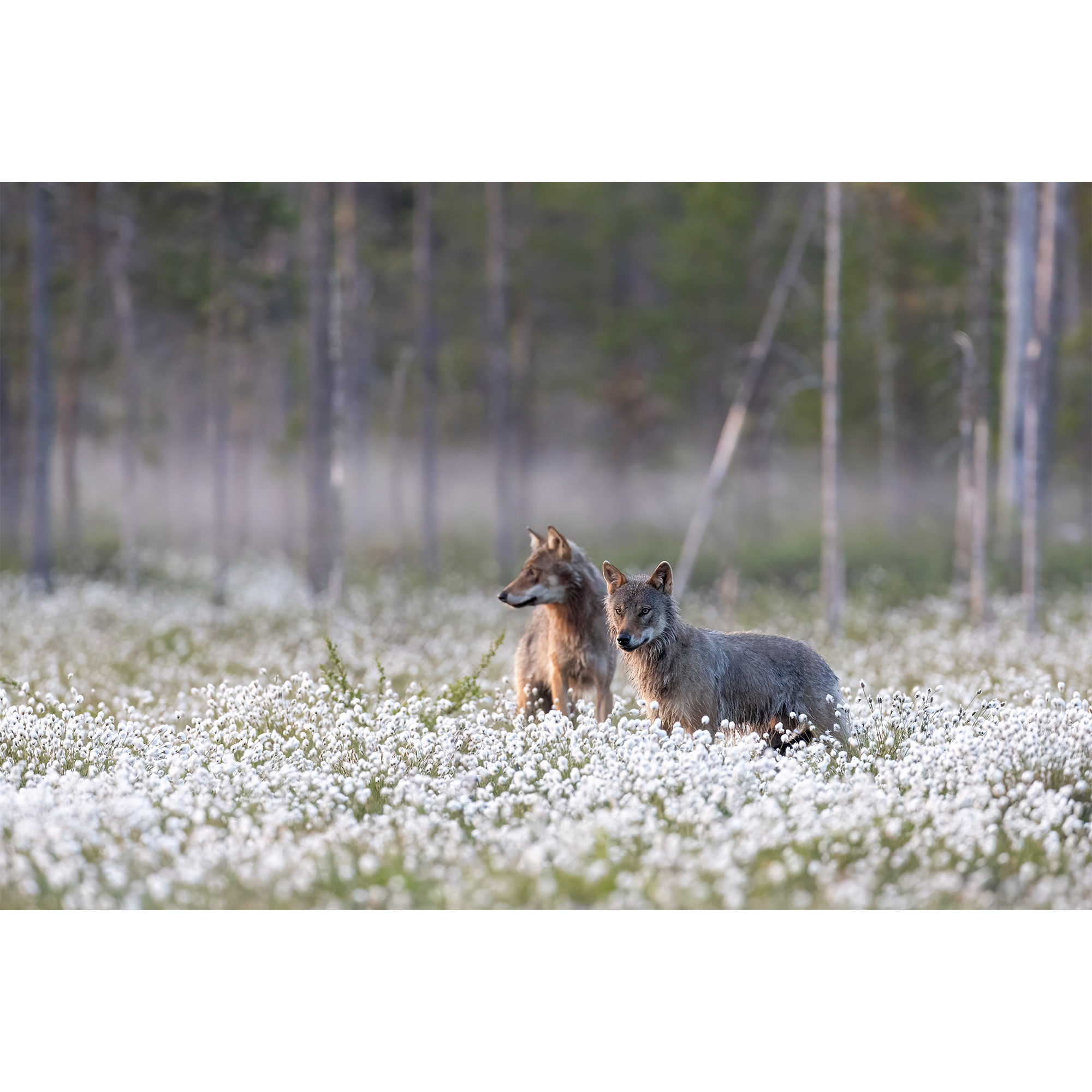 Wolves on cottongrass bog