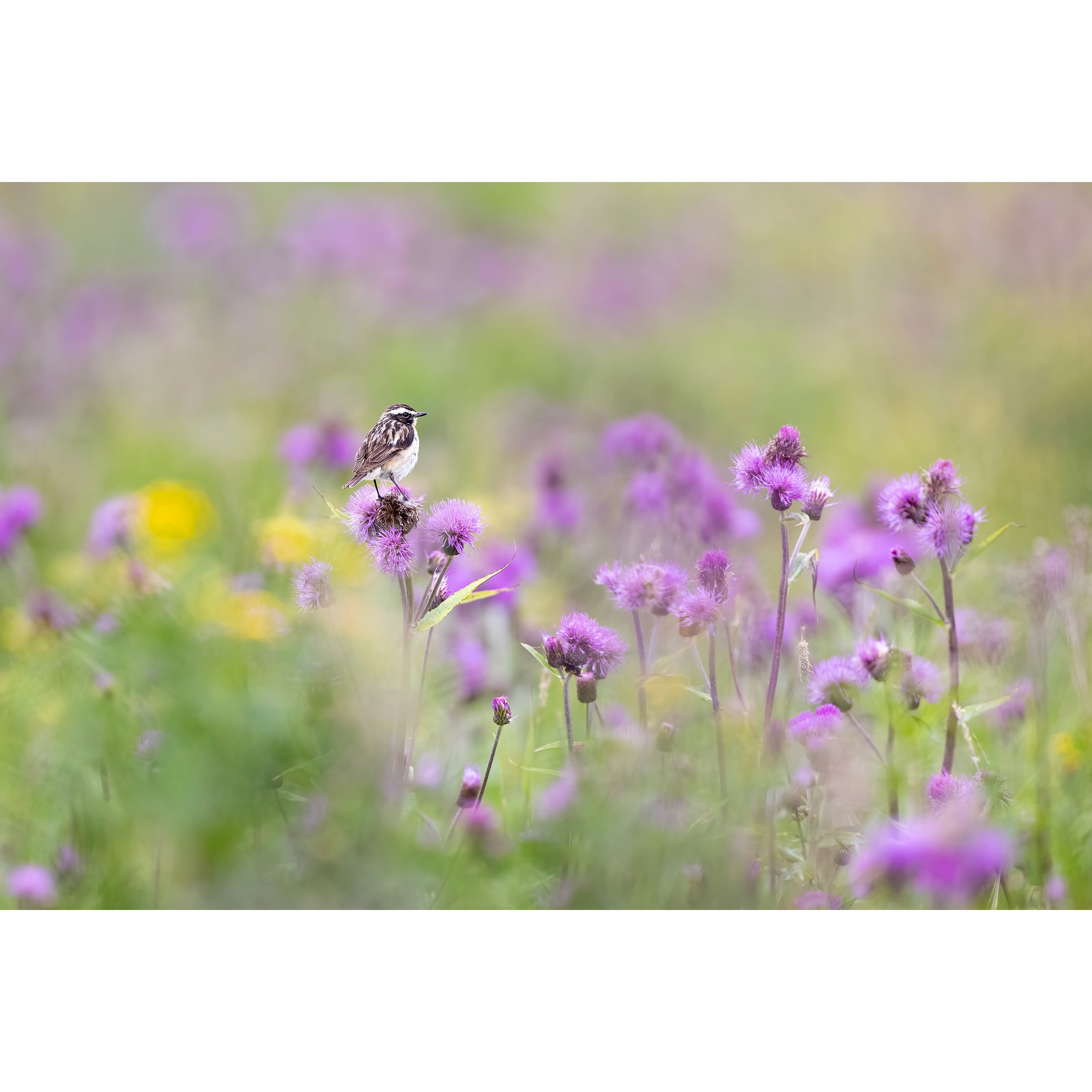 Whinchat In The Summer flower Meadow