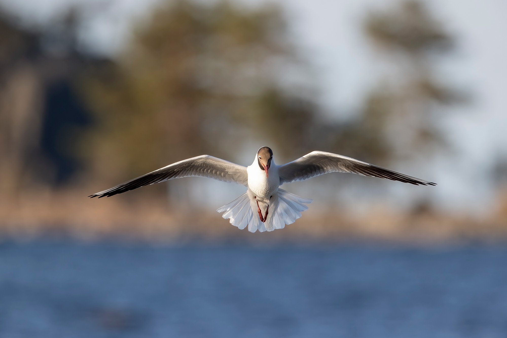 Black-headed gull