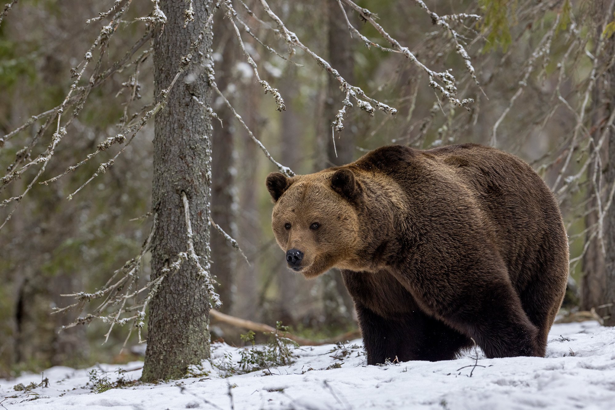 Brown bear