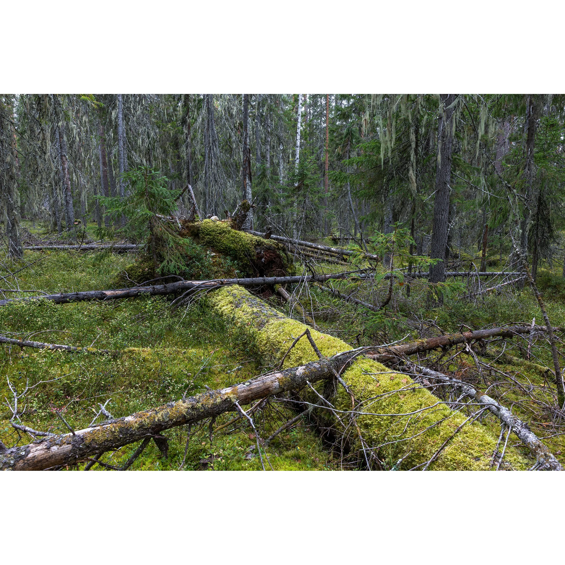 In the Old-Growth Forest