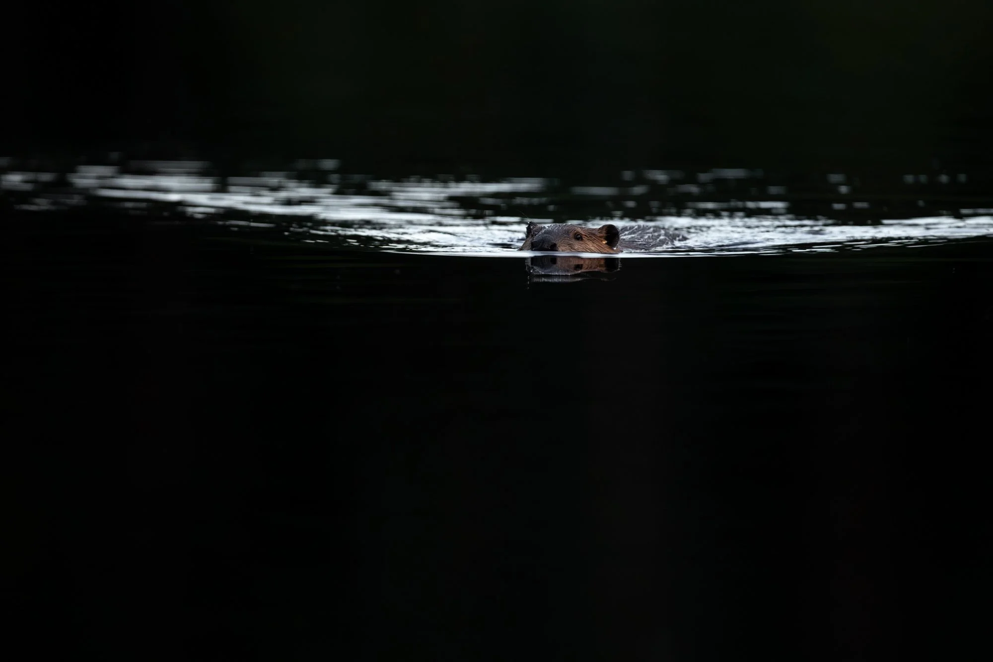 Beaver swimming on the evening